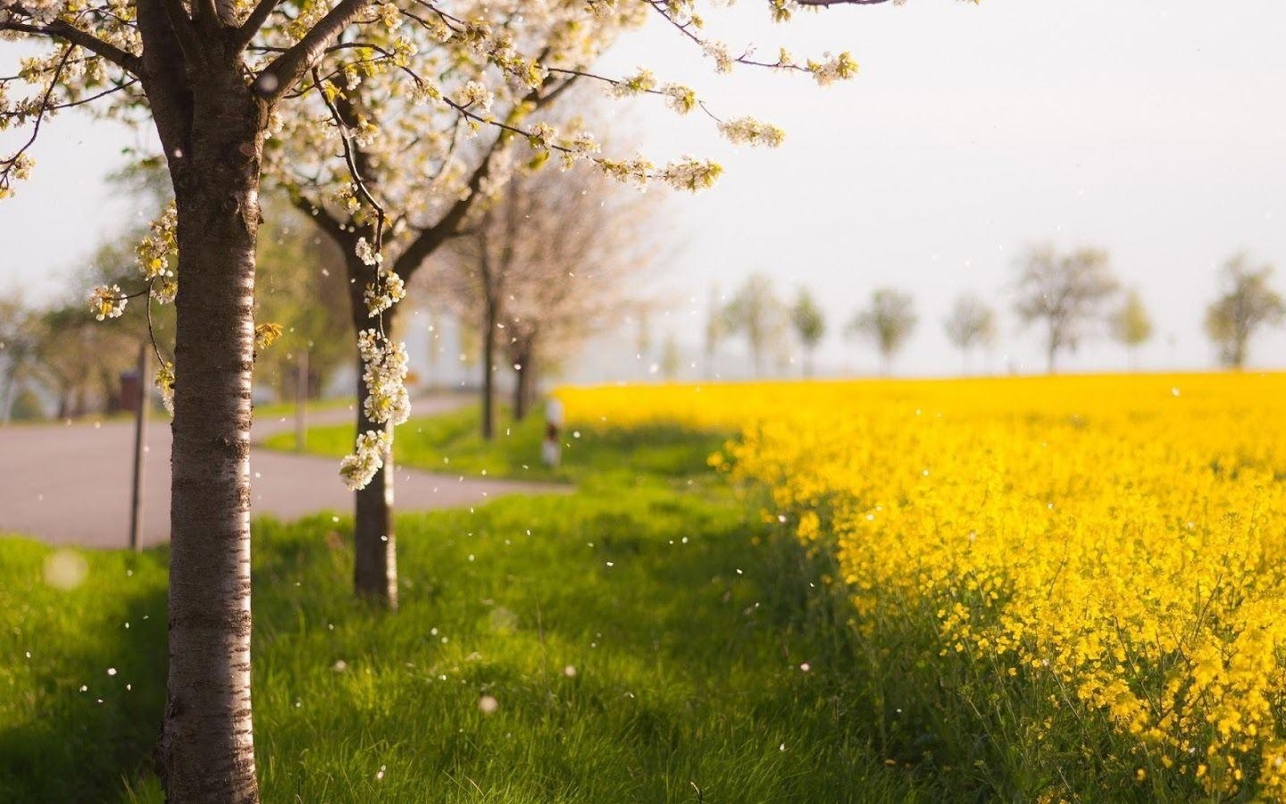 Frühlingshintergrund, Legt Los, Lebendigkeit, Naturverbunden, 1440x900 HD Desktop