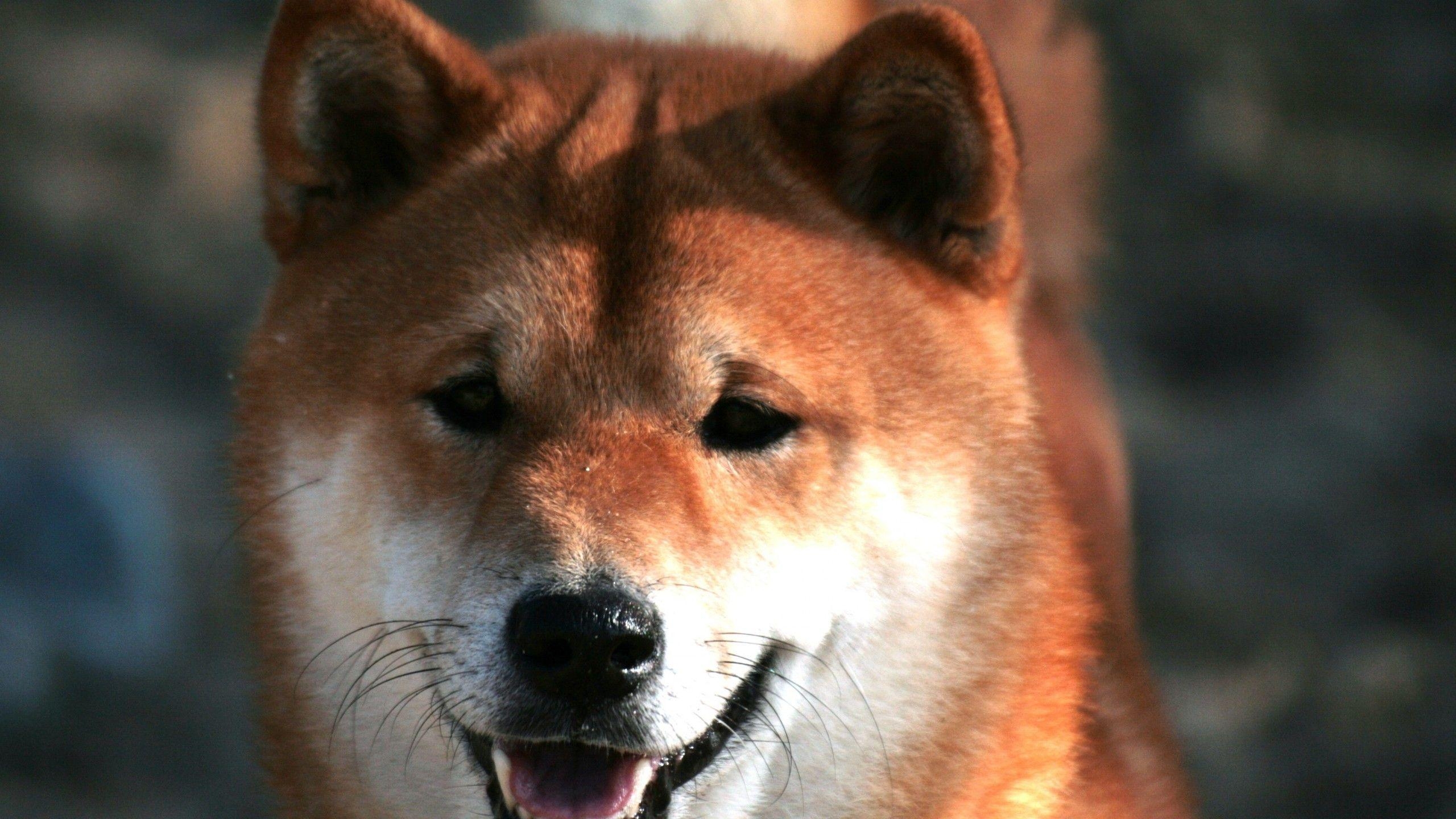 Shiba Inu, Schnurrbart, Tier, Hund, Herunterladen, 2560x1440 HD Desktop