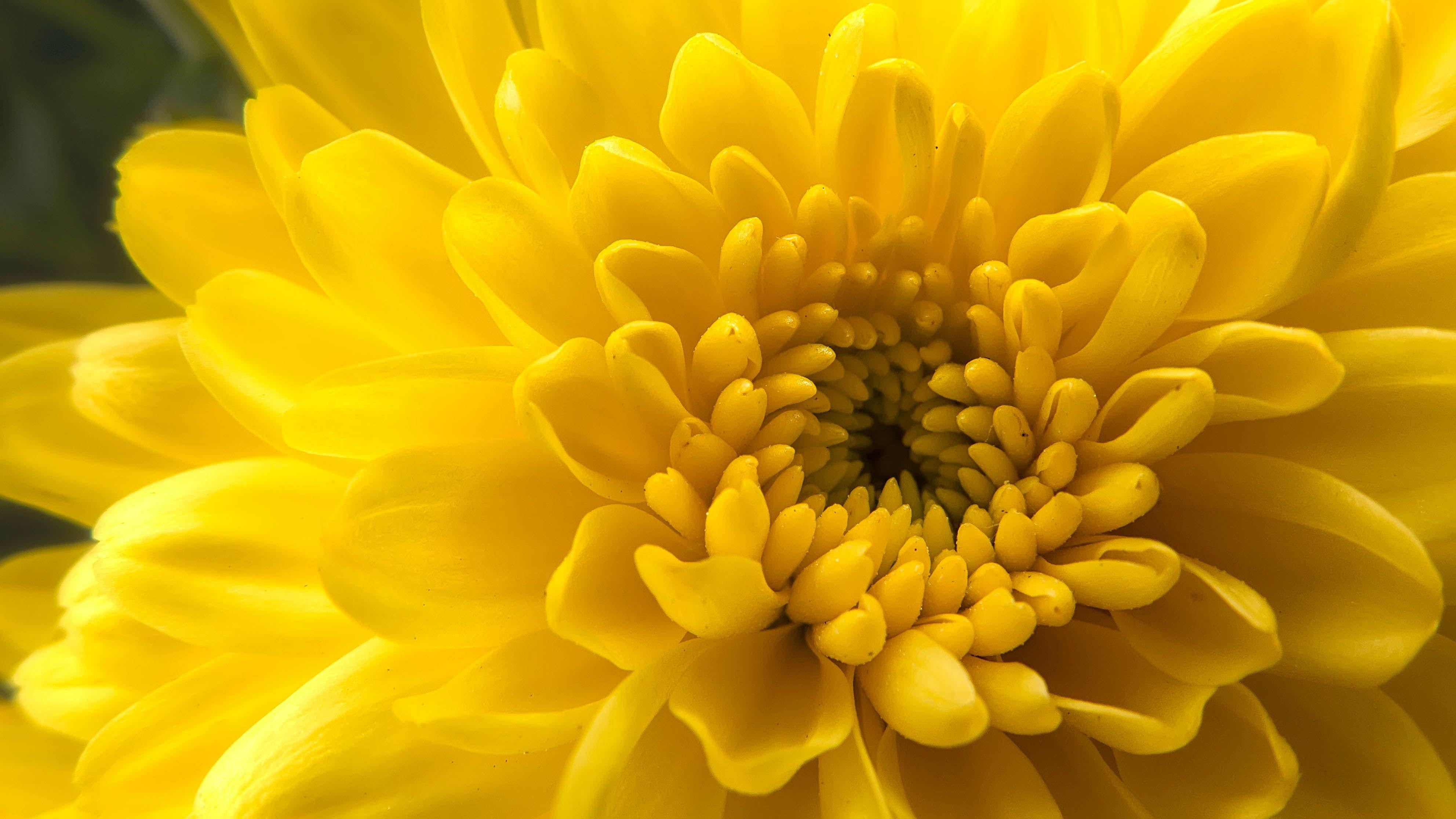 Nahaufnahme, Gelbe Dahlie, Chrysantheme, HD-Foto, Blume, 3970x2240 4K Desktop