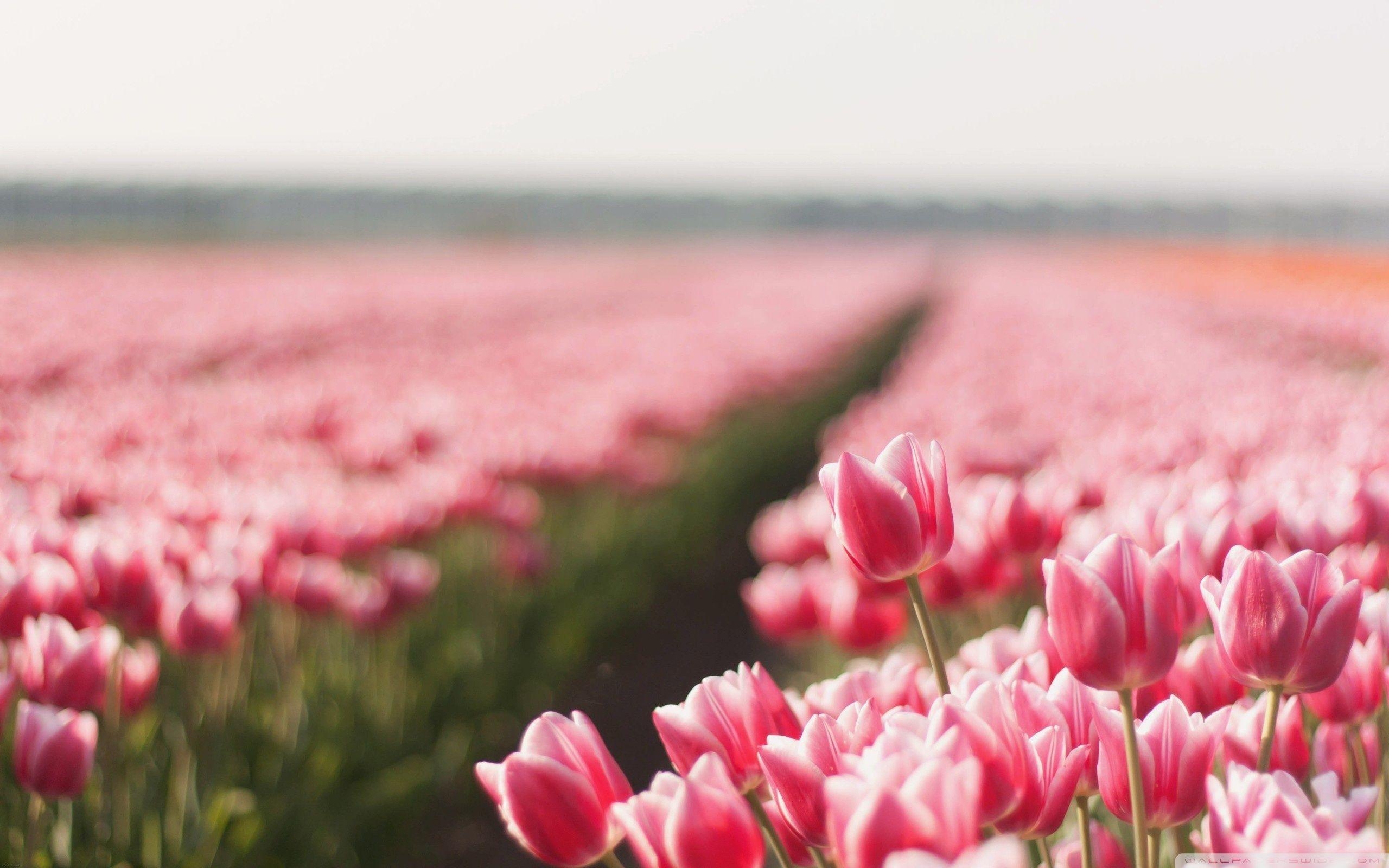 Rosa Tulpenfeld, 4K, HD, Blumenpracht, Landschaft, 2560x1600 HD Desktop