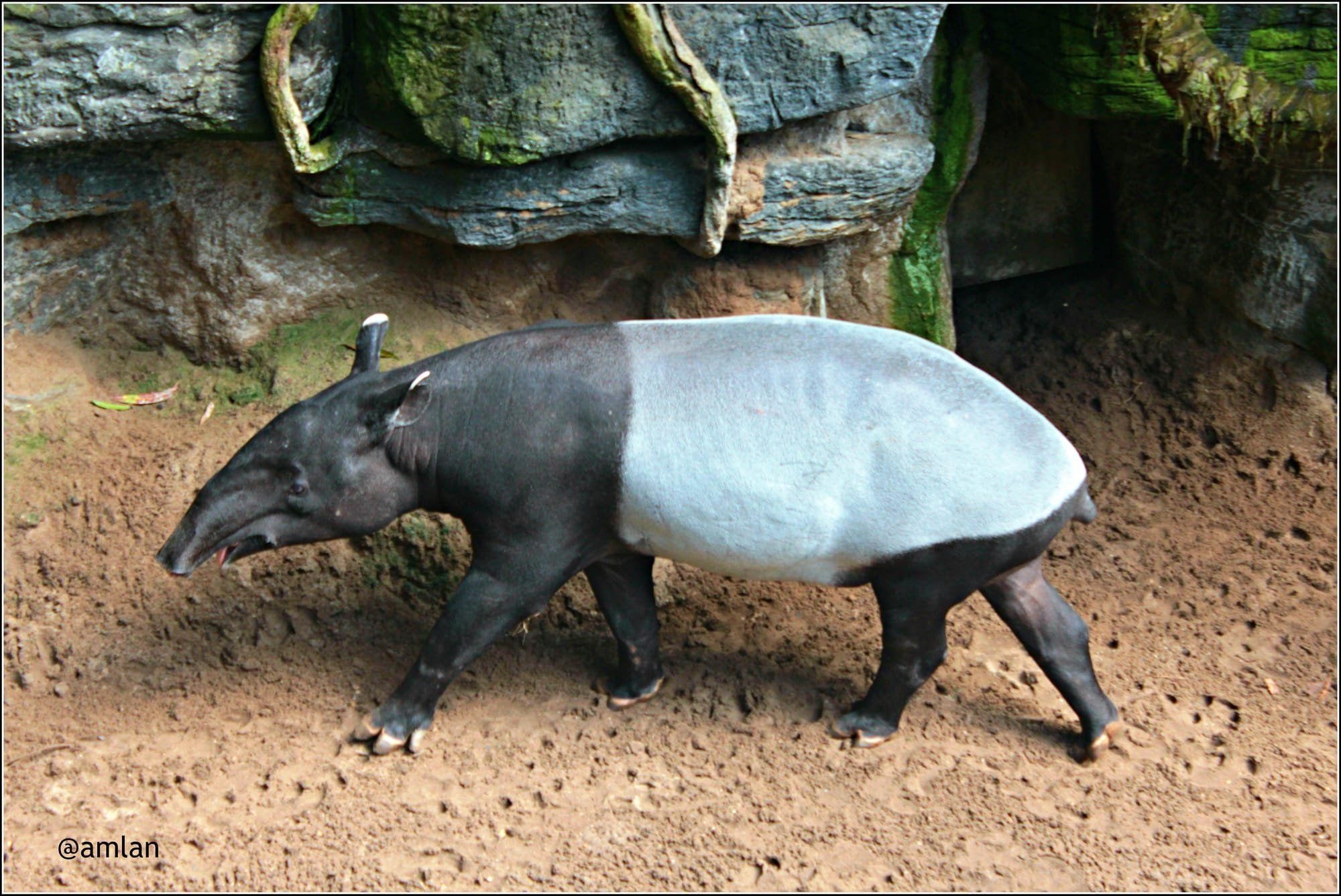 Tapir, Tierwelt, Regenwald, Grazing, Säugetier, 2000x1340 HD Desktop