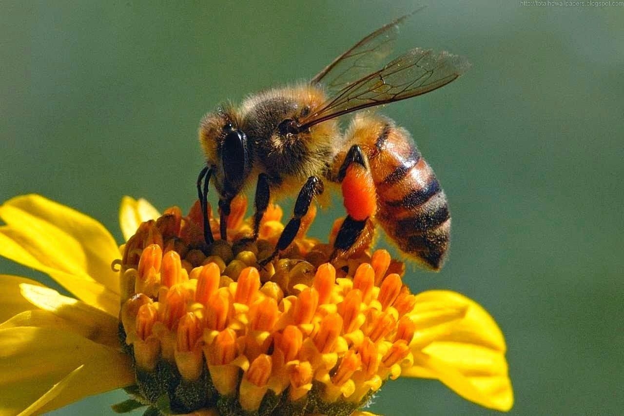 Kleine Honigbienen, HD, Insekten, Natur, Schönheit, 1280x860 HD Desktop