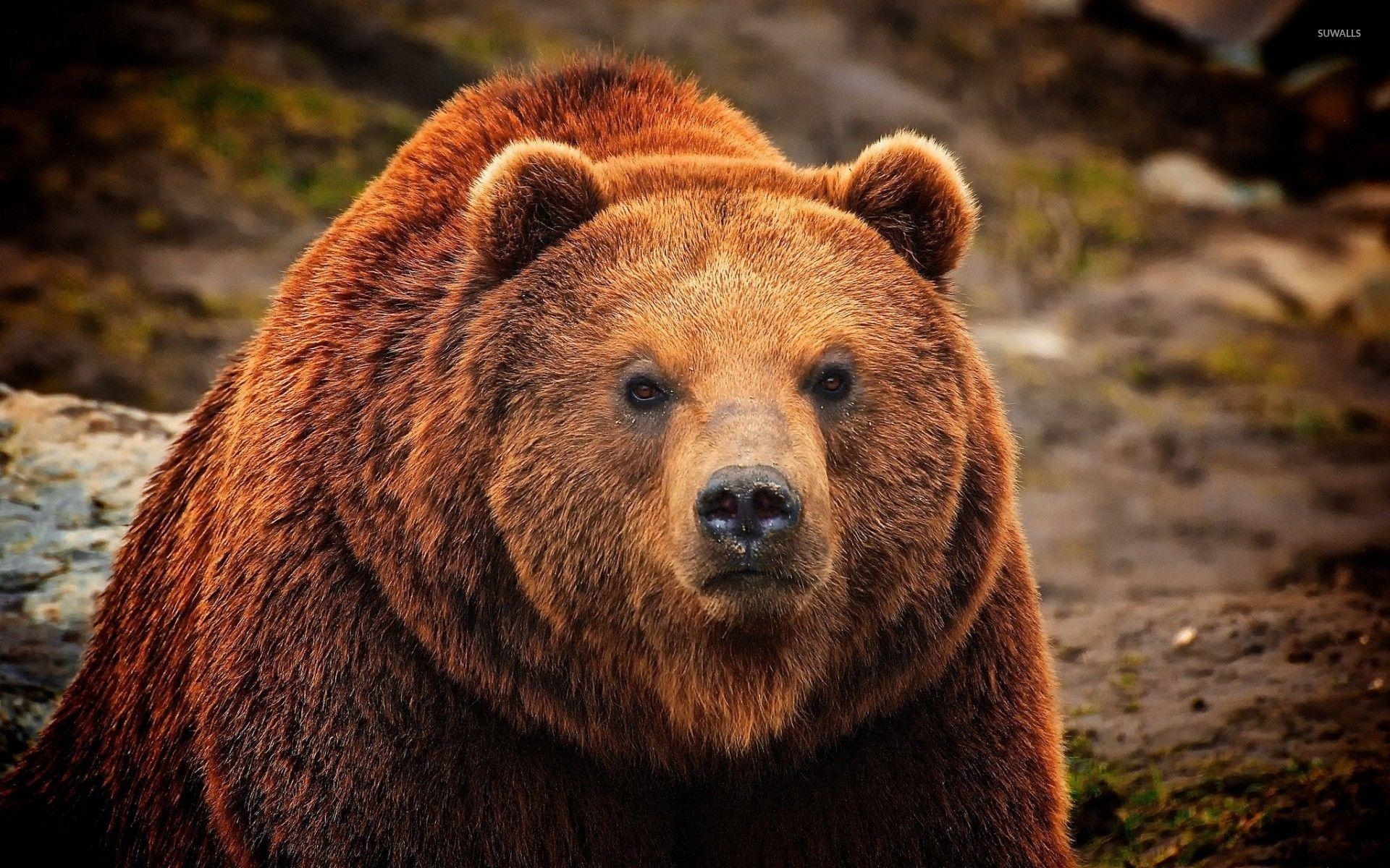 Grizzlybär, Hintergrund, Tierbild, Naturfotografie, Download, 1920x1200 HD Desktop