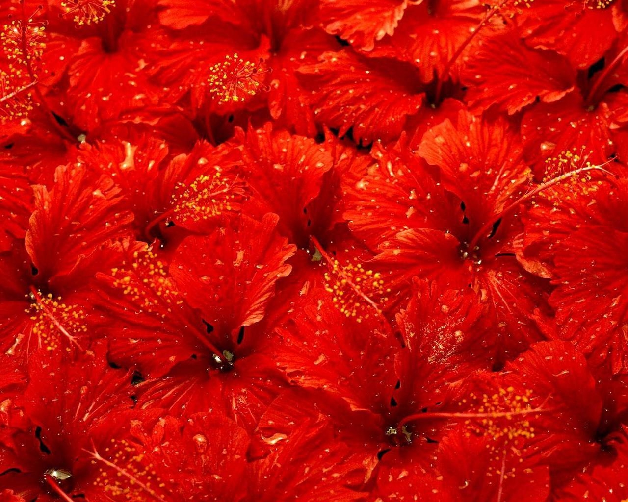 Blumenbild, Hibiskus, Natur, Schönheit, HD, 1280x1030 HD Desktop