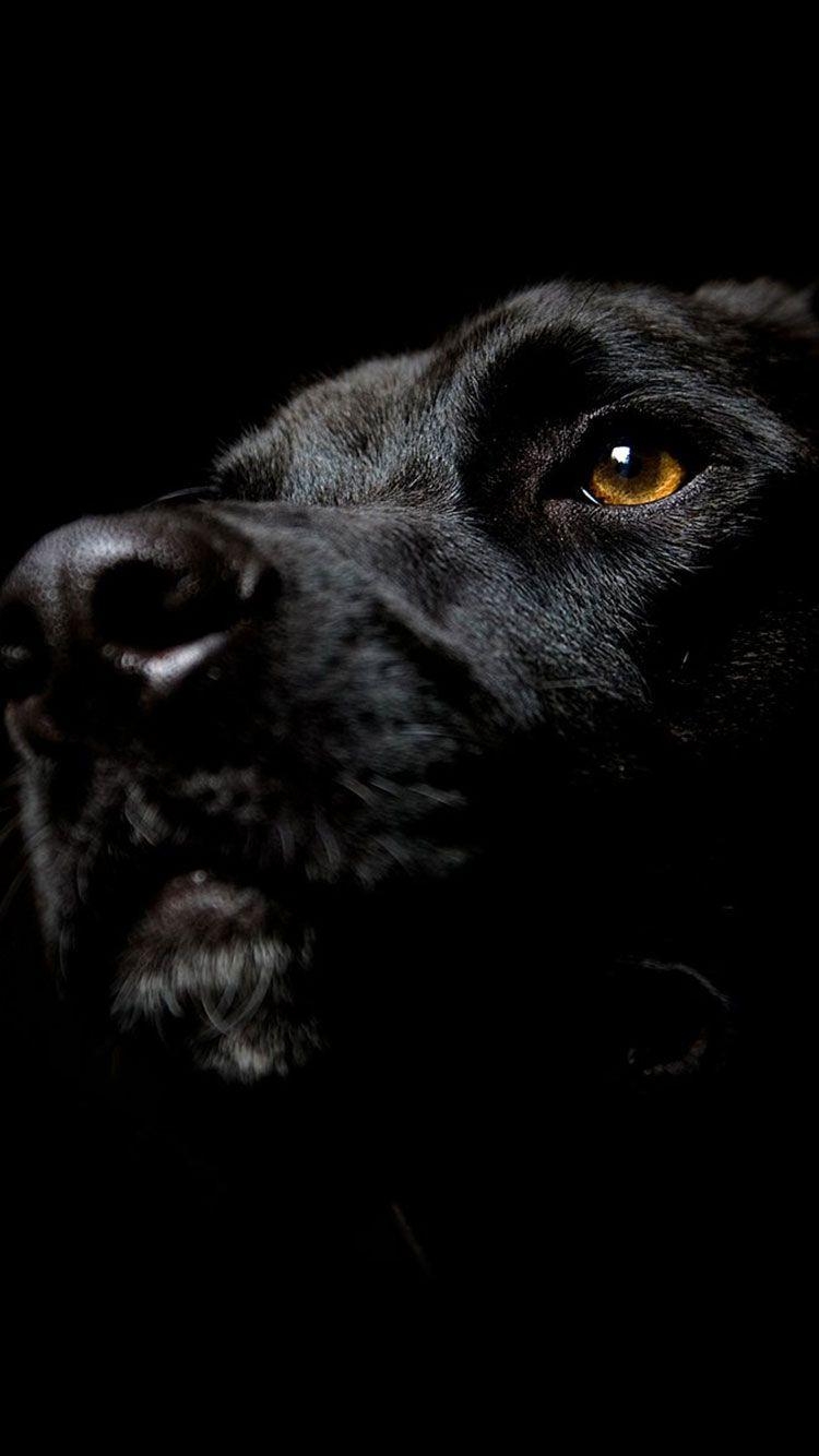 iPhone, Labrador, Hund, schwarz, Tier, 750x1340 HD Handy