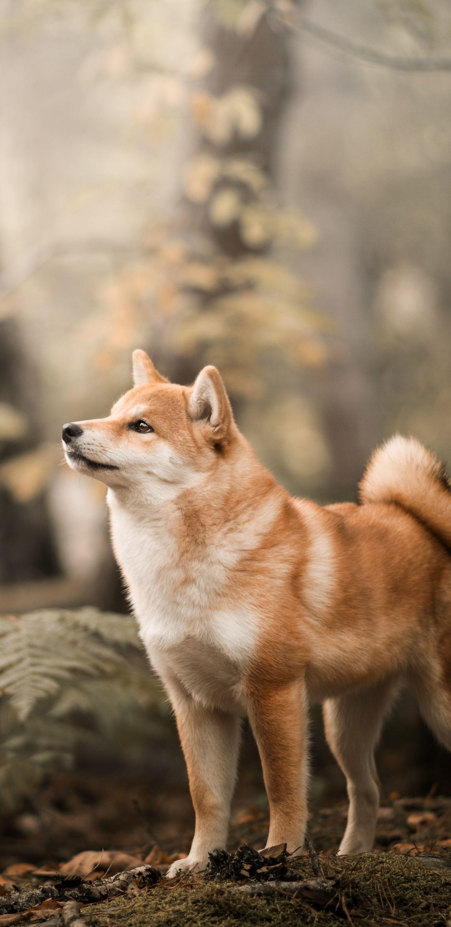 Shiba Inu, Selbstbewusst, Hunde, Wallpaper, Haustiere, 1440x2960 HD Handy