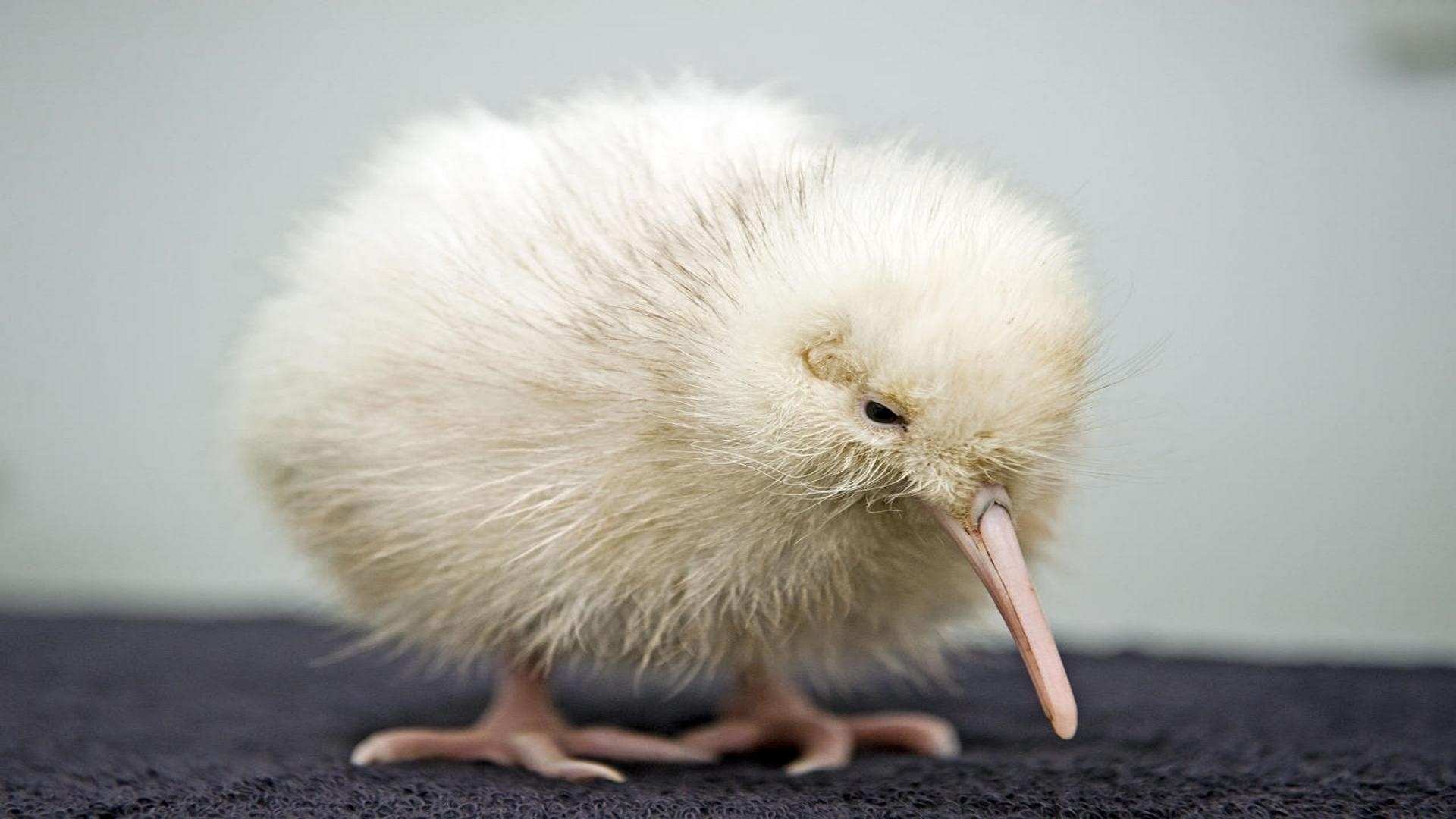 Kiwi Vogel, Tiere, Babyvögel, Wallpaper, Qualität, 1920x1080 Full HD Desktop