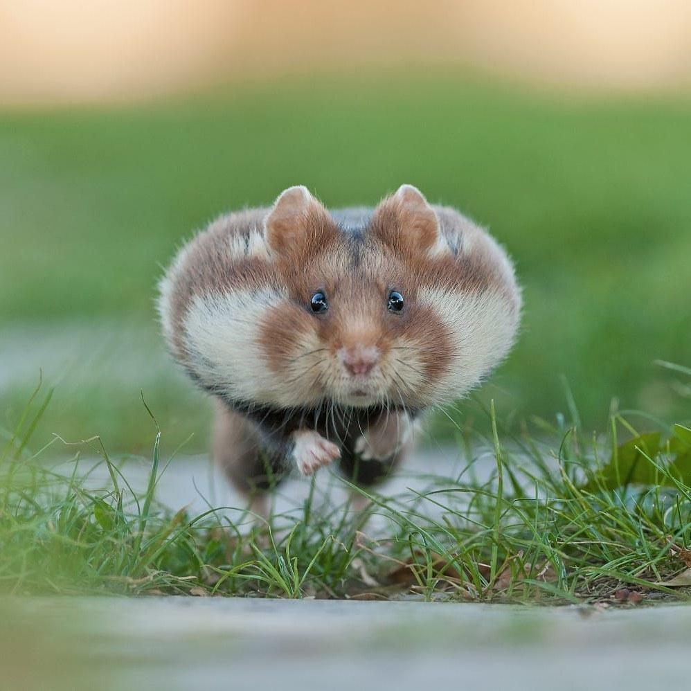 Hamster, HD, offline, Android, Bild, 1000x1000 HD Handy