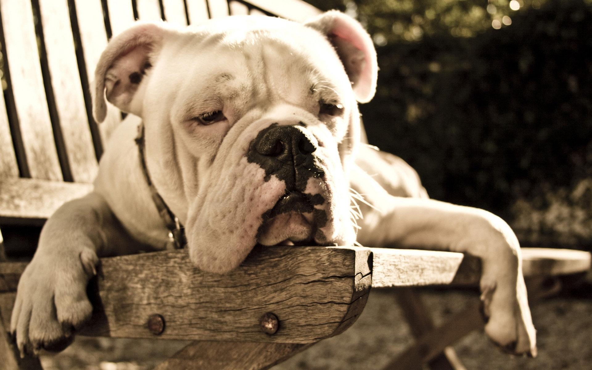 Bulldoggen, Hunde, Tier, Hintergrund, Bild, 1920x1200 HD Desktop