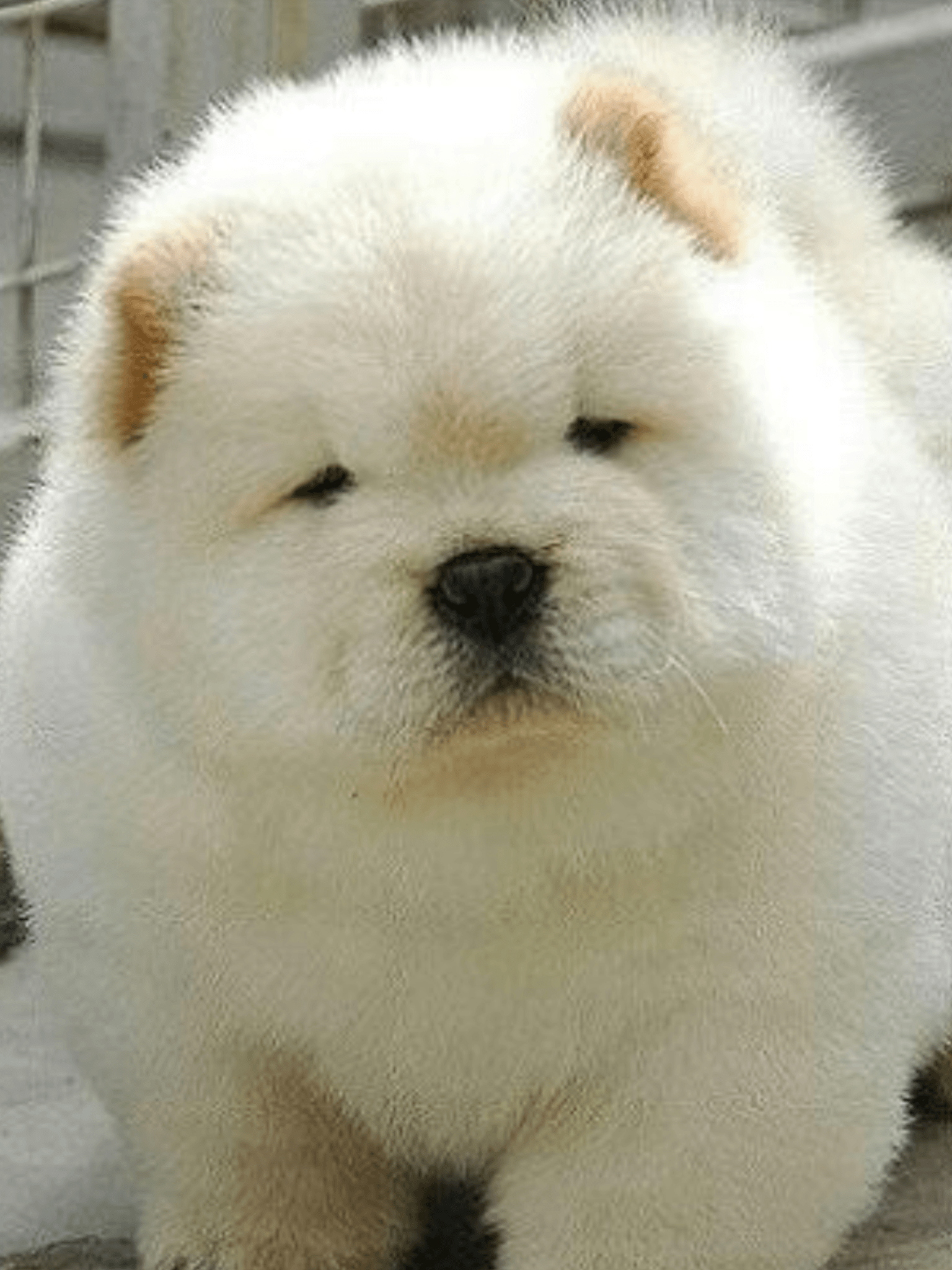 Chow Chow, Welpen, Bild, Tier, Hund, 1540x2050 HD Handy