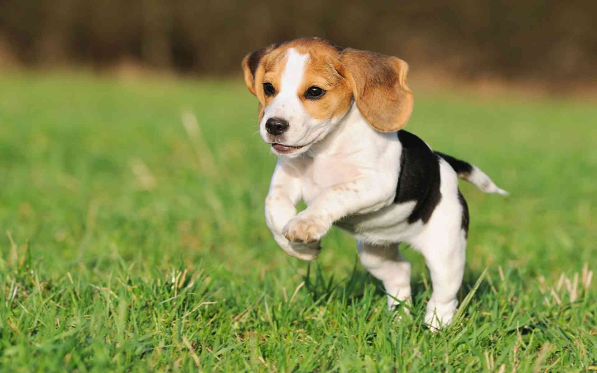 Beagle, Hintergrund, Tiere, 23x1200, Hund, 1920x1200 HD Desktop