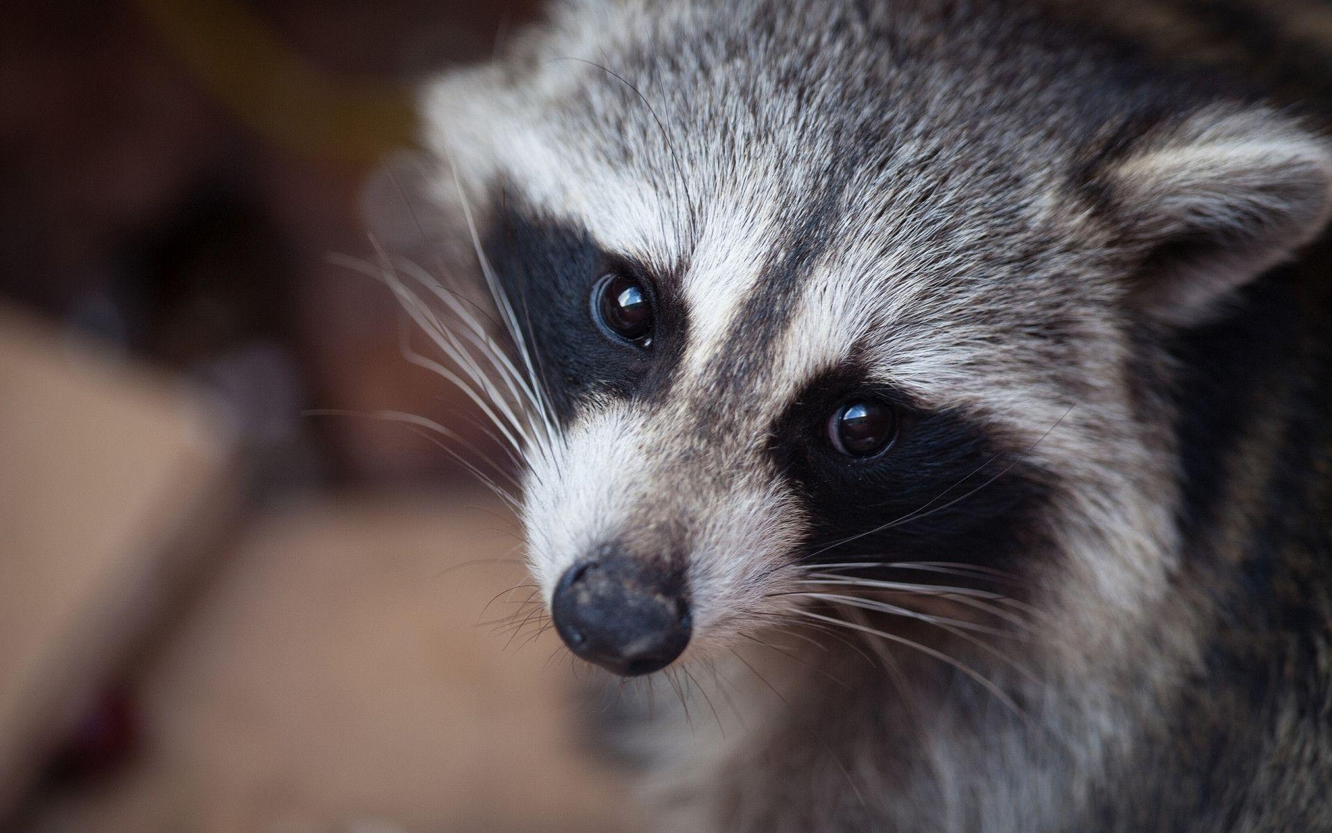 Kostenloser Waschbär, Hintergrund, Download, Natur, Wald, 1920x1200 HD Desktop