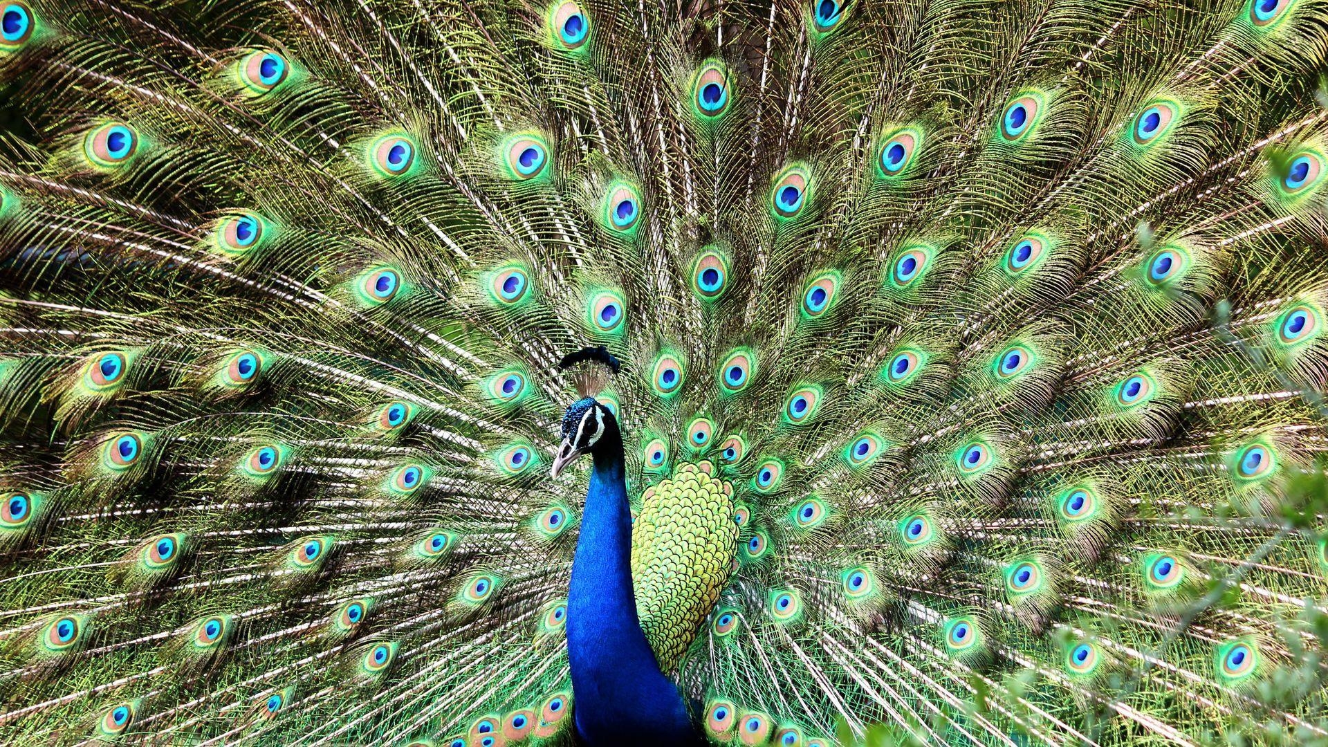 Pfau, PC-Hintergrundbild, SuperWallpaper, 1080p, Full HD