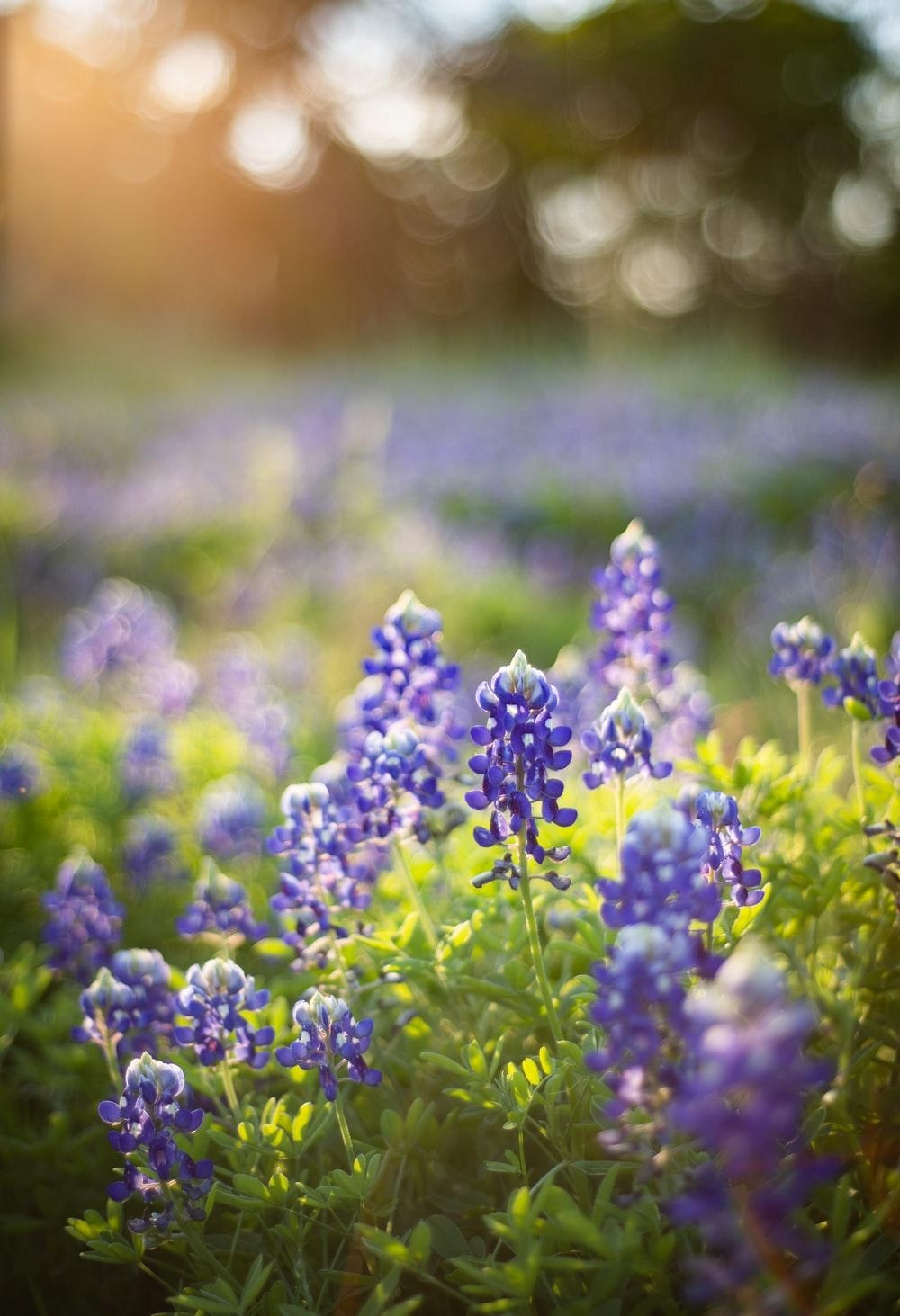 Bluebonnet, Bild, Kostenlos, Natur, Texas, 1000x1470 HD Handy