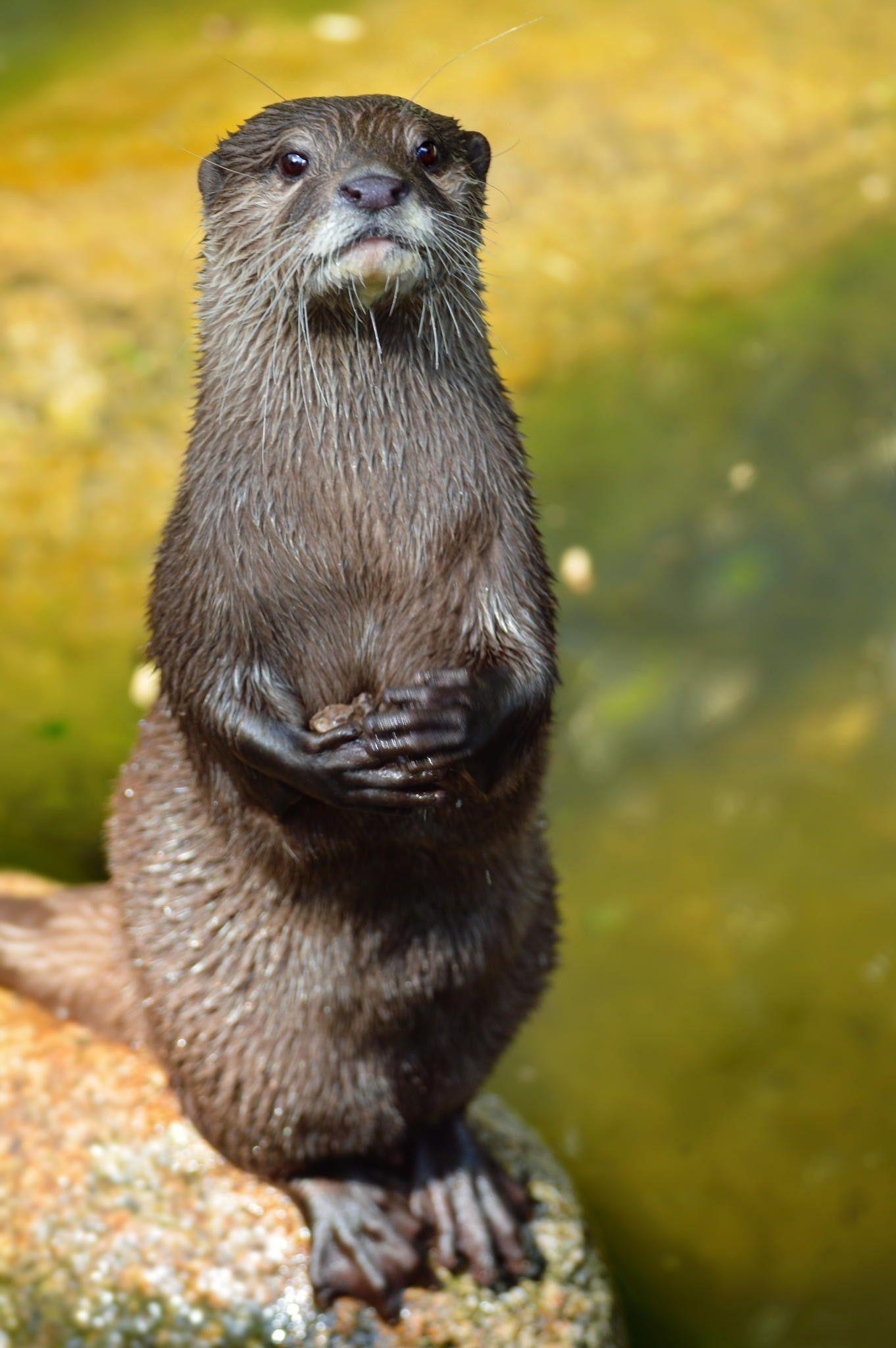 Otter, Pelztier, Tier, Meer, Wasser, 1370x2050 HD Handy