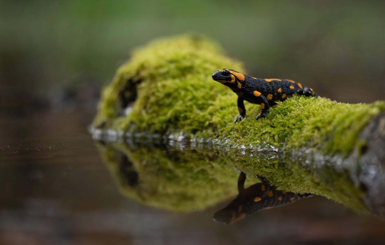 Amphibien Vielfalt, Salamander Arten, Naturforschung, 1340x850 HD Desktop