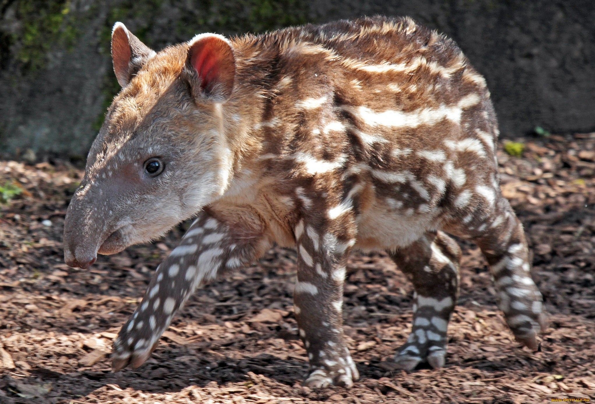 Tapir, Tier, HD, Bild, Fotografie, 2050x1390 HD Desktop