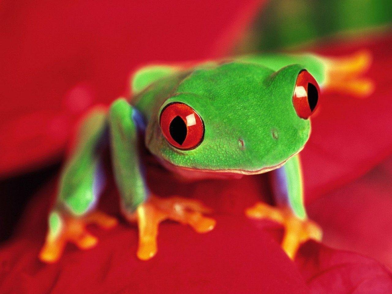 Frosch, Tiere, 2017, Widescreen, Ololoshenka, 1280x960 HD Desktop