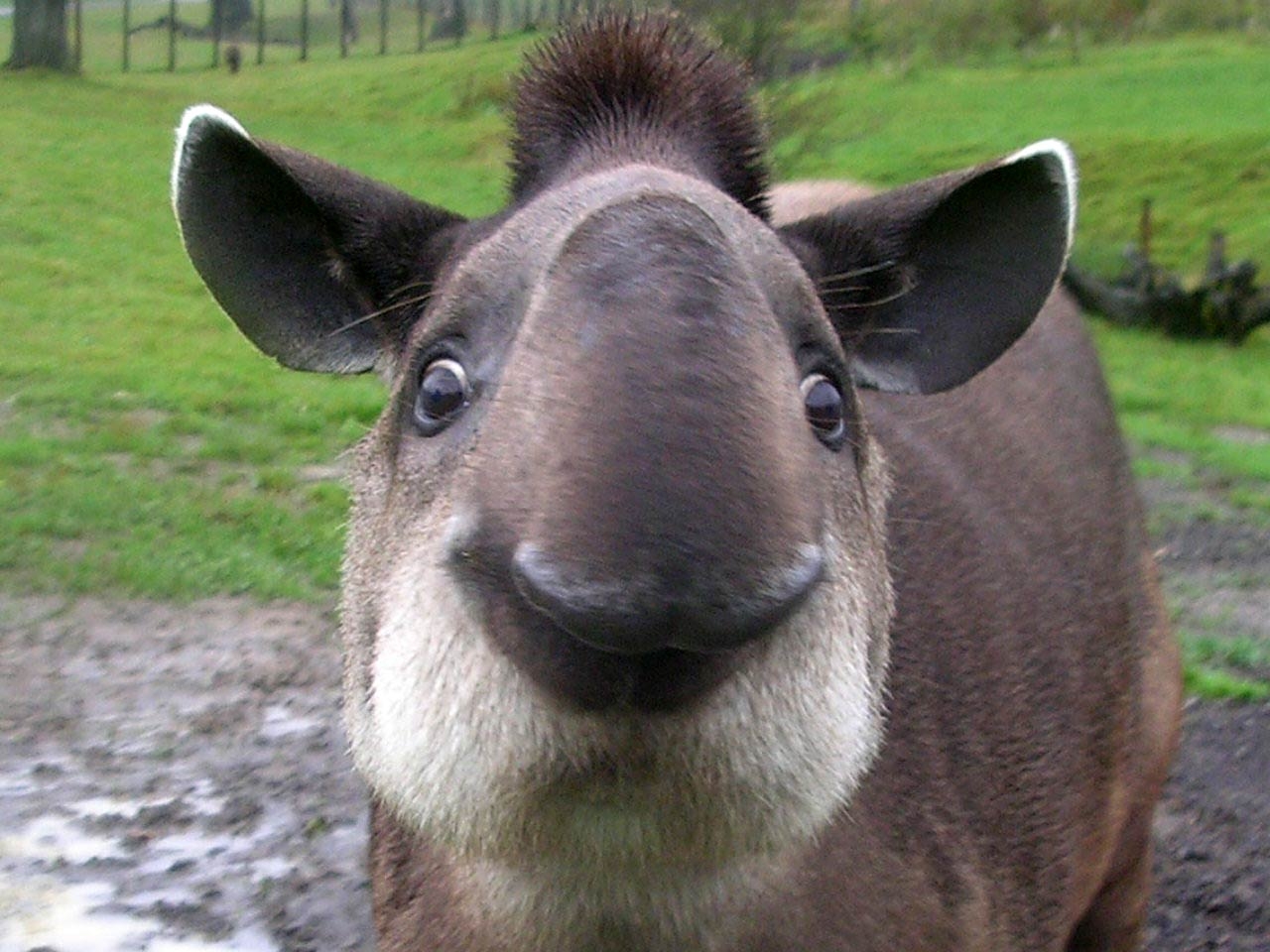 Tapir, Tierfotos, Naturbild, Hintergrund, HD, 1280x960 HD Desktop