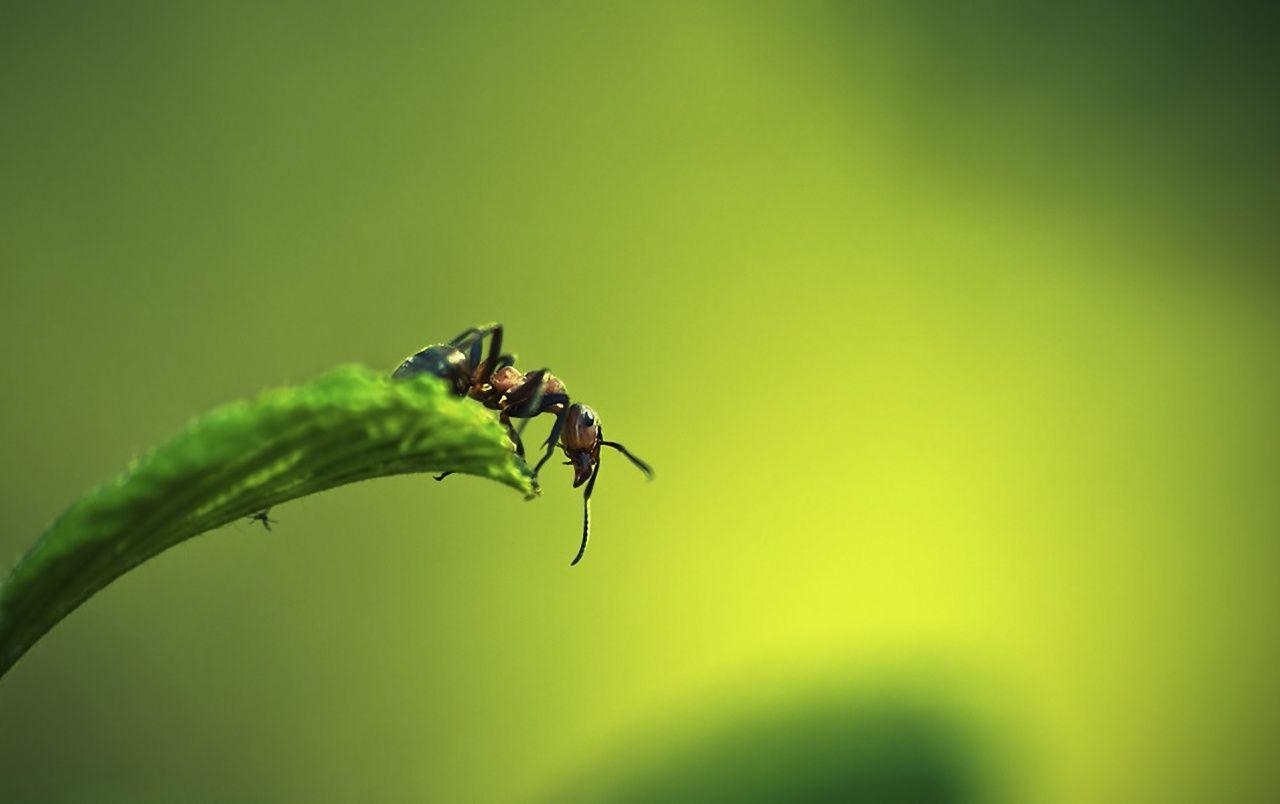 Ameise, Gras, Hintergrundbild, Natur, Insekten, 1280x810 HD Desktop