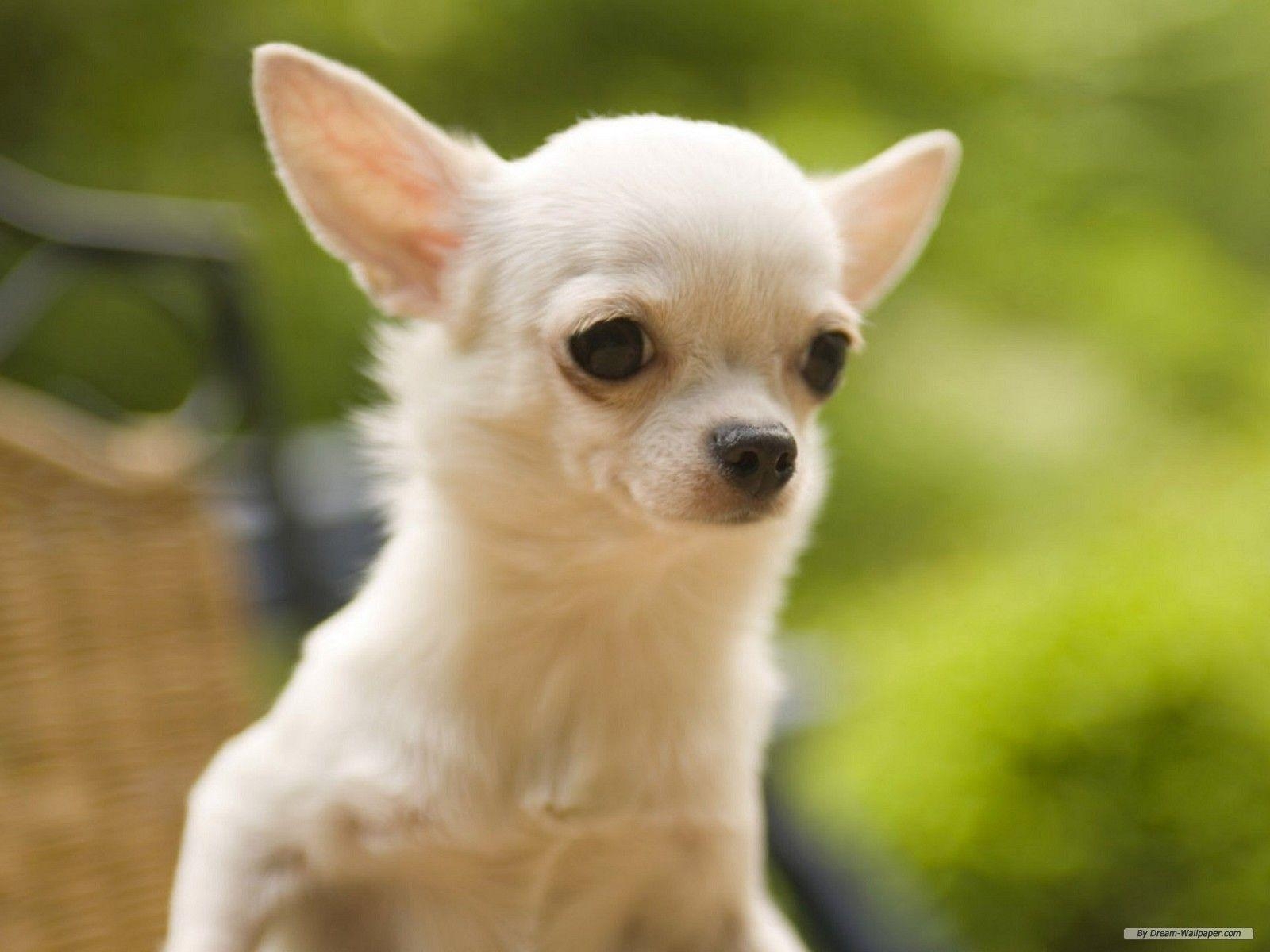 Chihuahua, Hintergrund, Bild, Hund, Tier, 1600x1200 HD Desktop