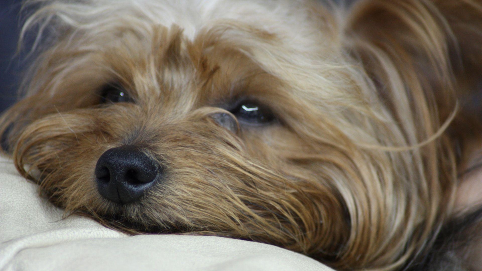 Yorkshire Terrier, kostenlos, HD, Herunterladen, reizvoller Hund, 1920x1080 Full HD Desktop