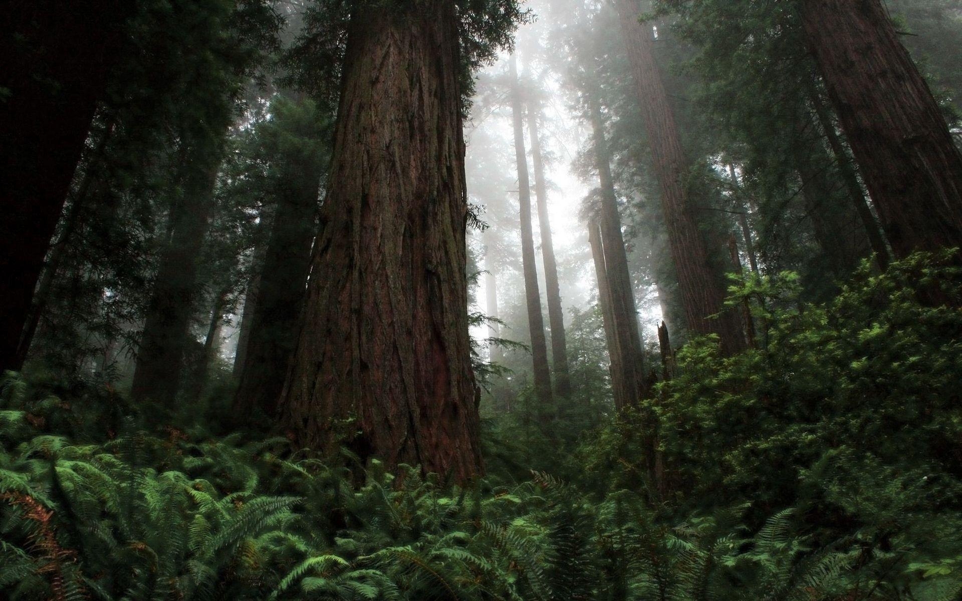 Redwood Nationalpark, Desktop Bild, Rote Wälder, Naturansicht, HD, 1920x1200 HD Desktop