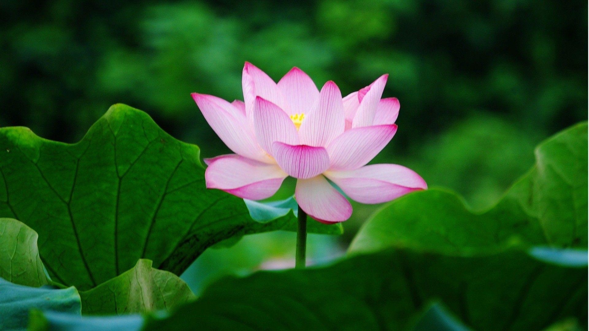 Lotus, Hochauflösung, Schöne Blumen, Fotografie, Flora, 1920x1080 Full HD Desktop