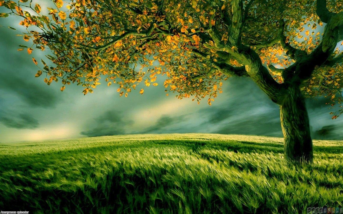 Grüner, Baum, Original, Bild, Hoch, 1440x900 HD Desktop