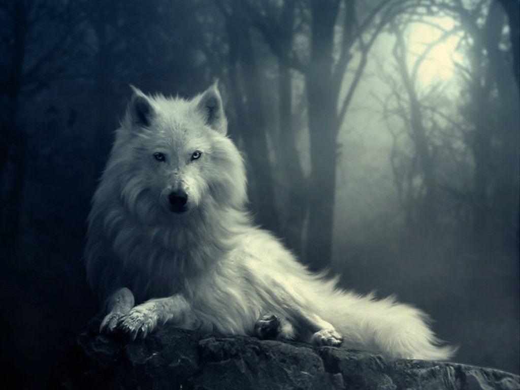 Wolf, 15 Bilder, kostenlos, HD, Tier, 1030x770 HD Desktop