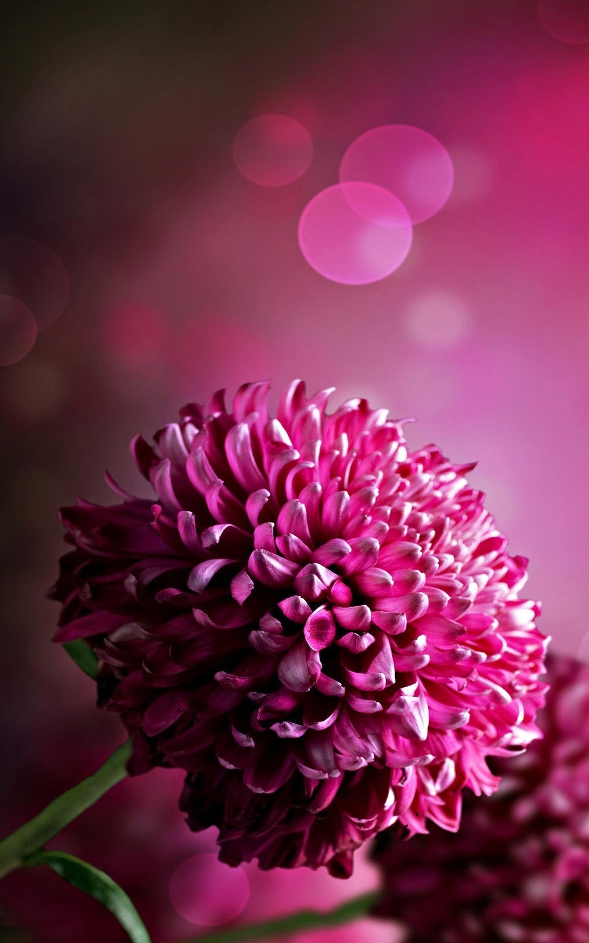 Chrysantheme, Dunkelrosa, iPhone, Blume, Tapete, 1200x1920 HD Handy