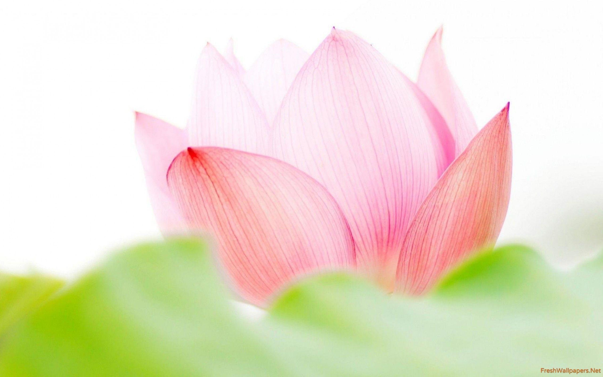 Pink Lotus, Blume, Natur, Wasser, Meditativ, 2560x1600 HD Desktop