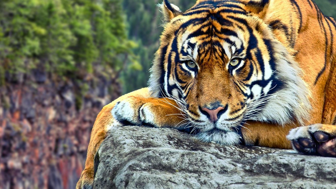 Wildtiere, Download, Hintergrund, Natur, Tiere, 1370x770 HD Desktop