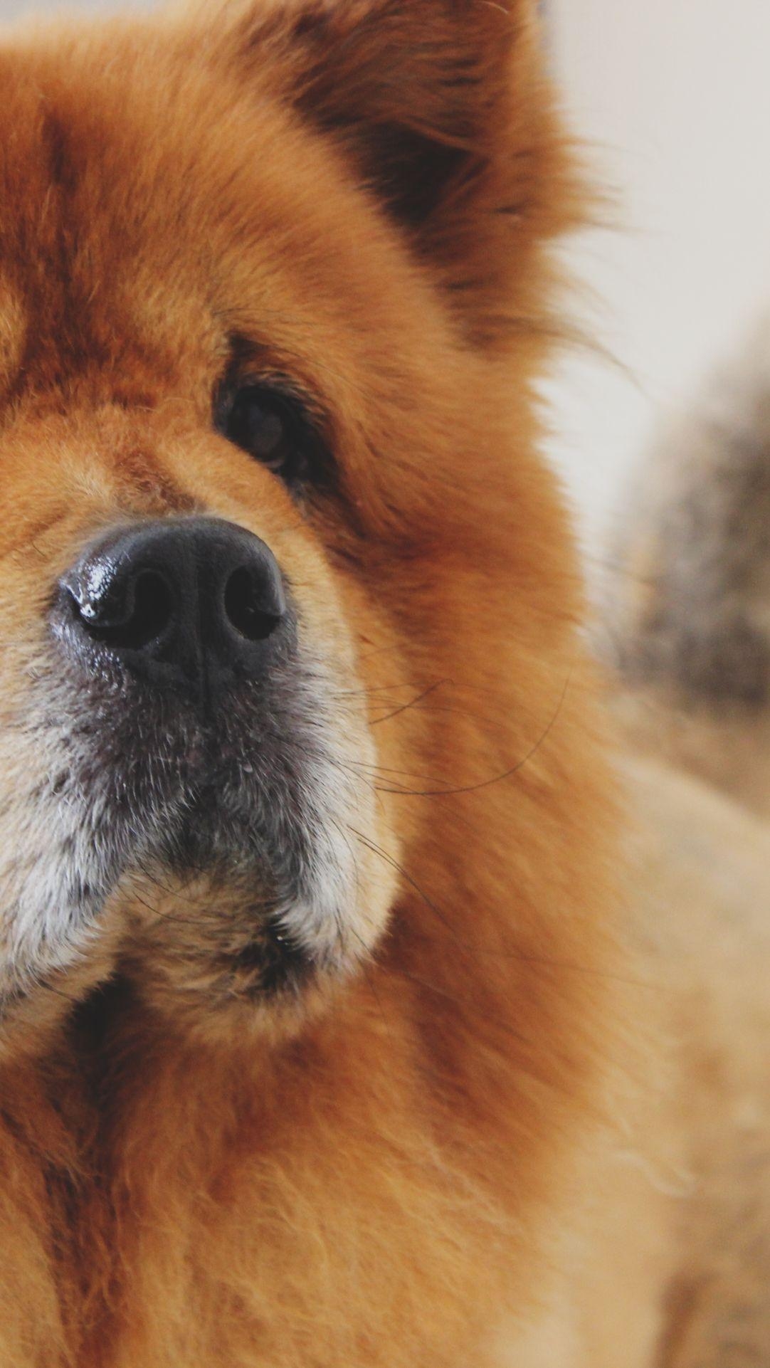 Chow Chow, Hund, HD, Tier, 4K, 1090x1930 HD Handy