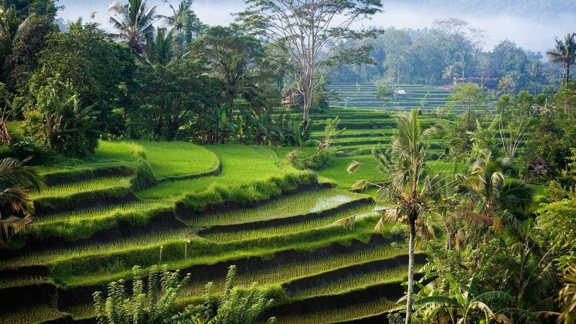 Indonesien, Bali, Reisterrassen, Natur, Bäume, 1920x1080 Full HD Desktop