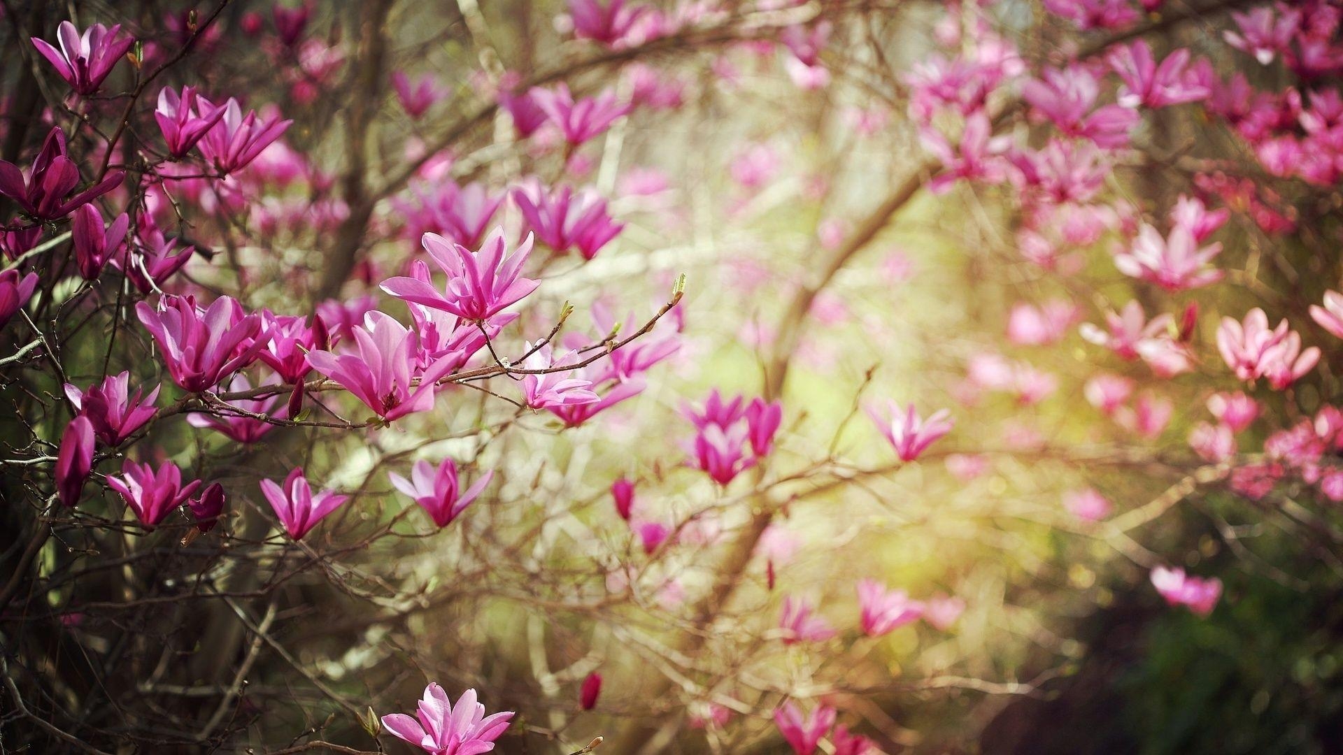 Blühende Magnolienbäume, Natur, Wallpaper Boot, Hintergrund, 1920x1080 Full HD Desktop