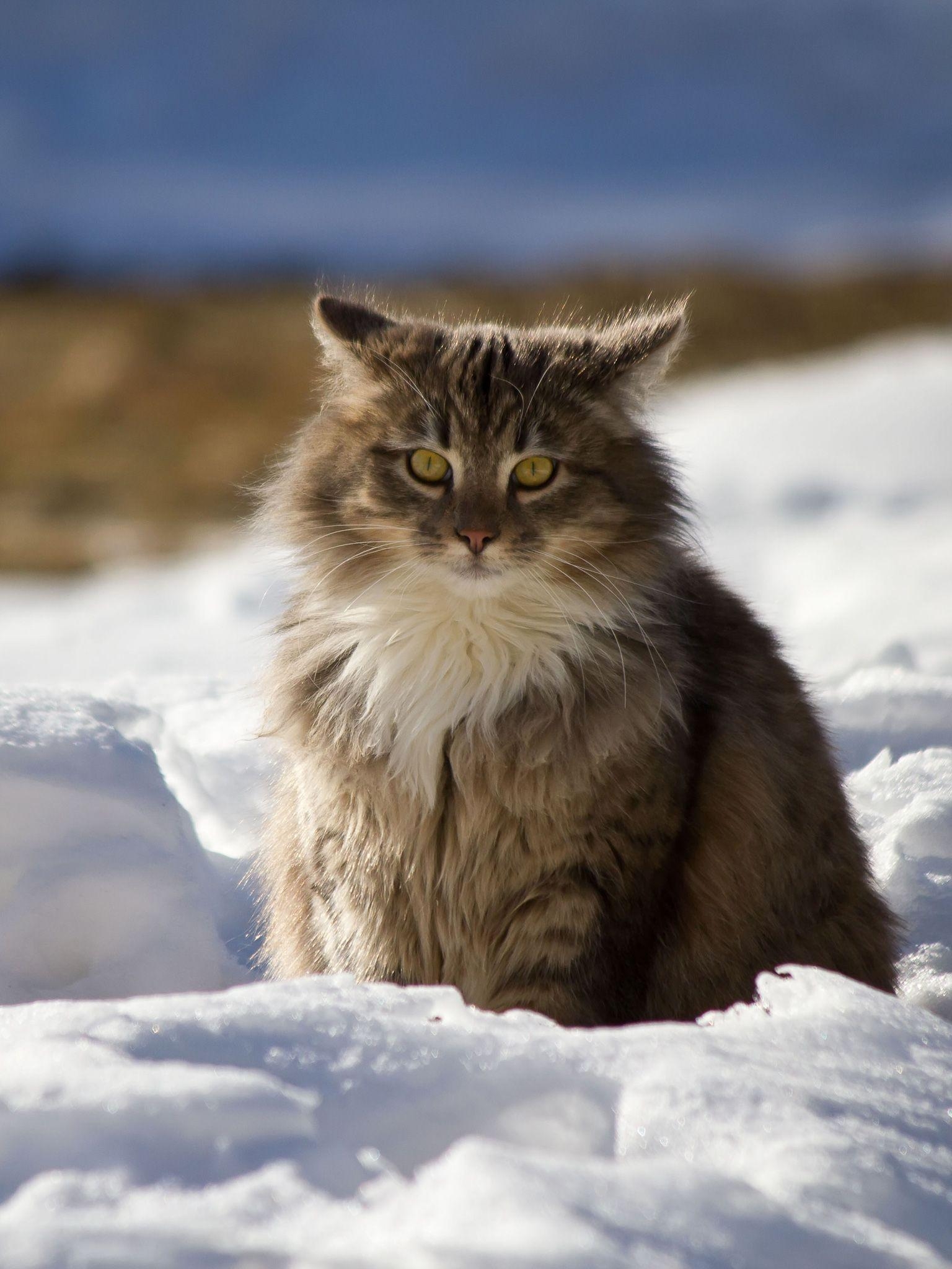 Maine Coon, Schnee, Winter, HD, Katze, 1540x2050 HD Handy