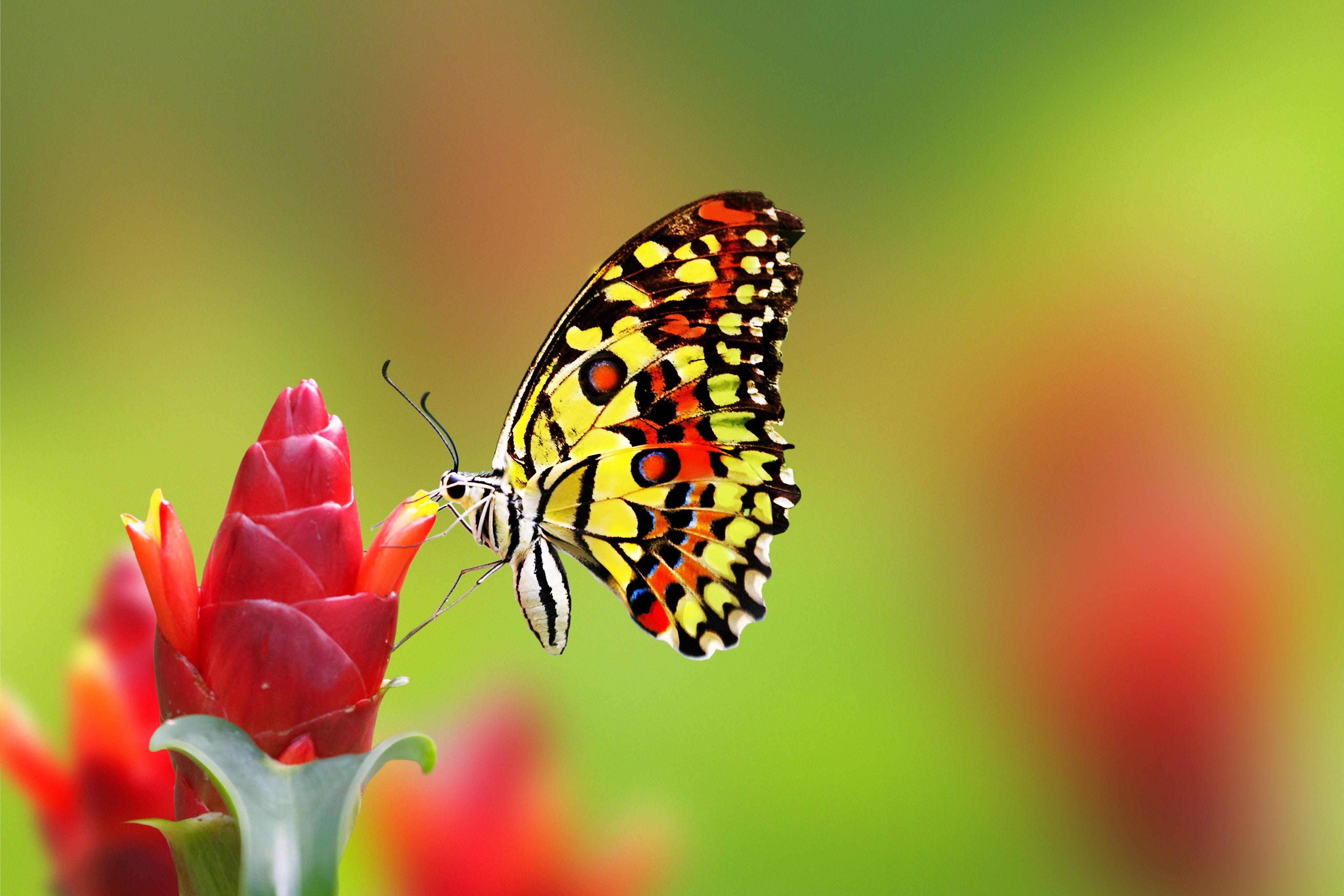 Schmetterling, Tiere, bunt, niedlich, HD, 4100x2740 4K Desktop