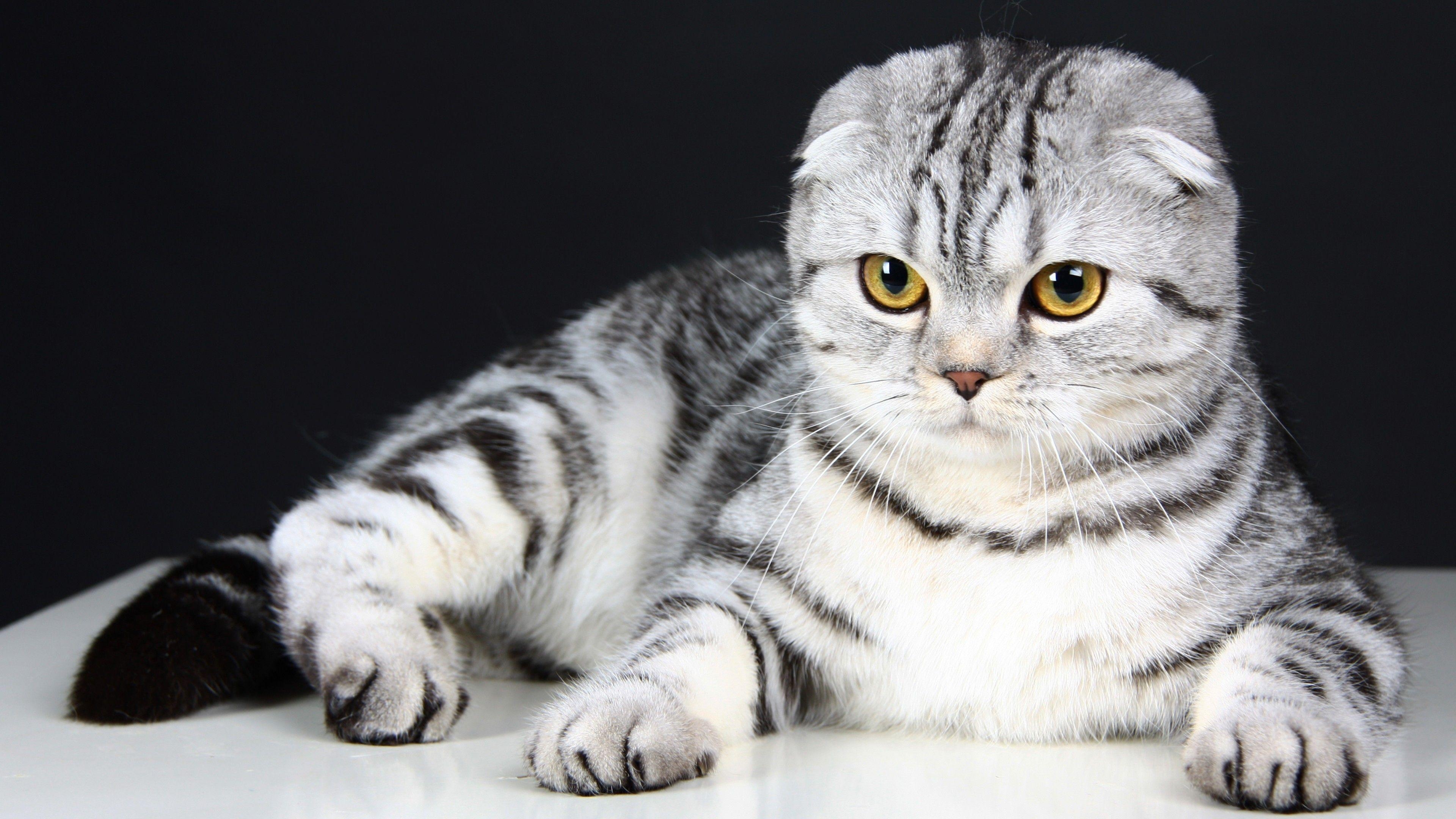 Scottish Fold, Kätzchen, Augen, Wolle, süß, 3840x2160 4K Desktop