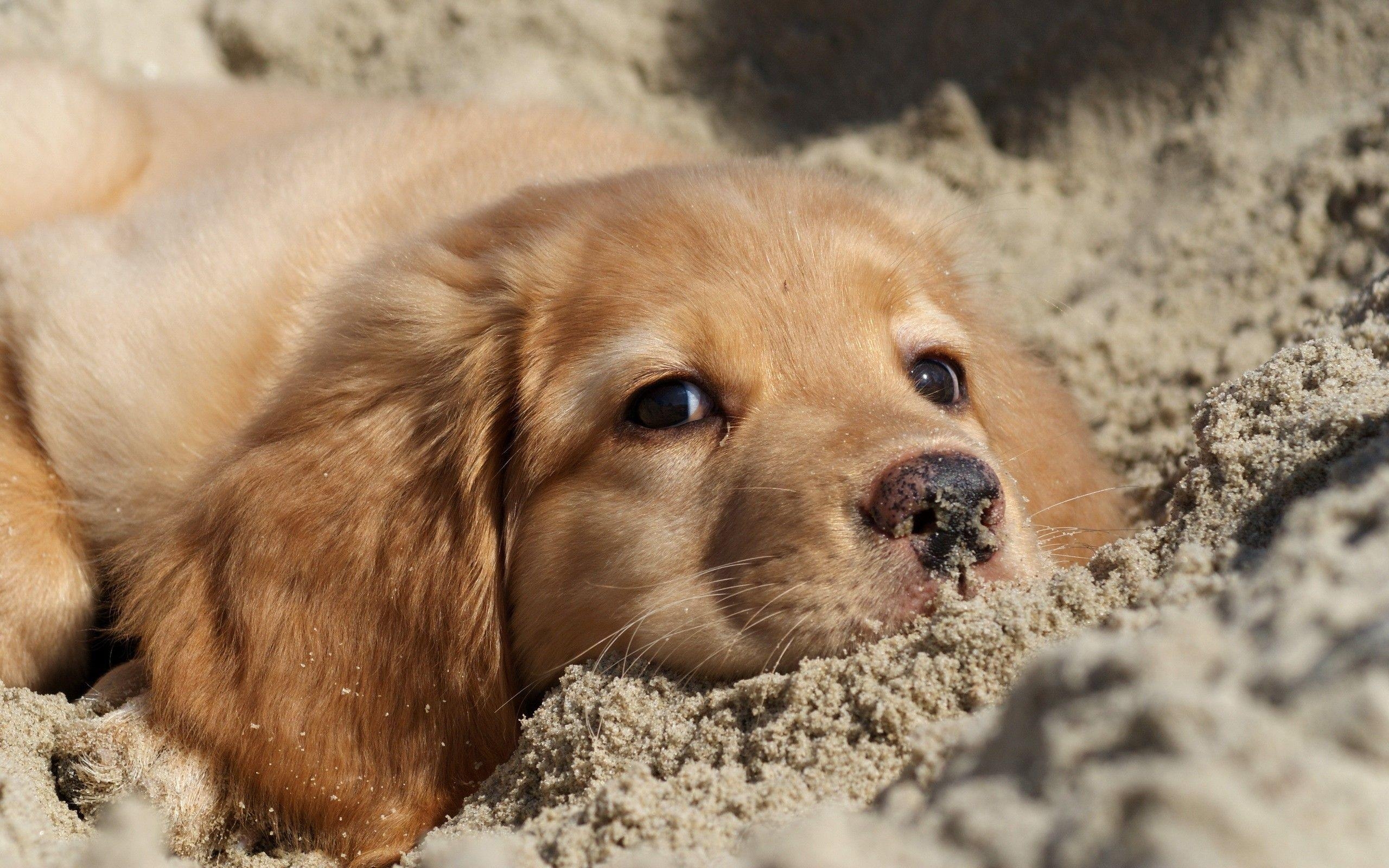 Golden Retriever, Welpe, Hintergrund 60774 px, Süß, Tier, 2560x1600 HD Desktop