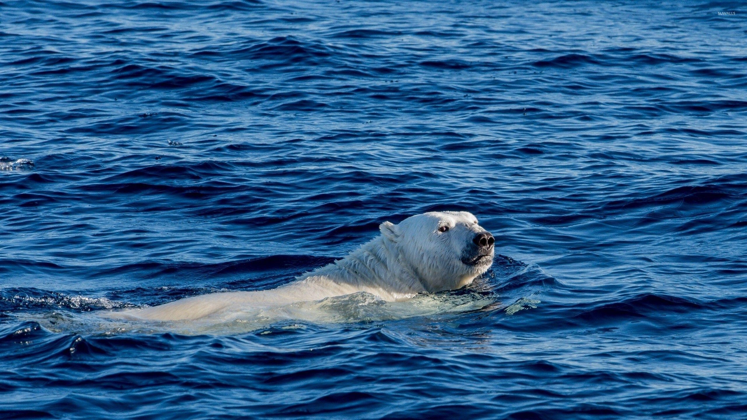 Eisbär, Schwimmen, Tier, Wasser, Hintergrund, 2560x1440 HD Desktop