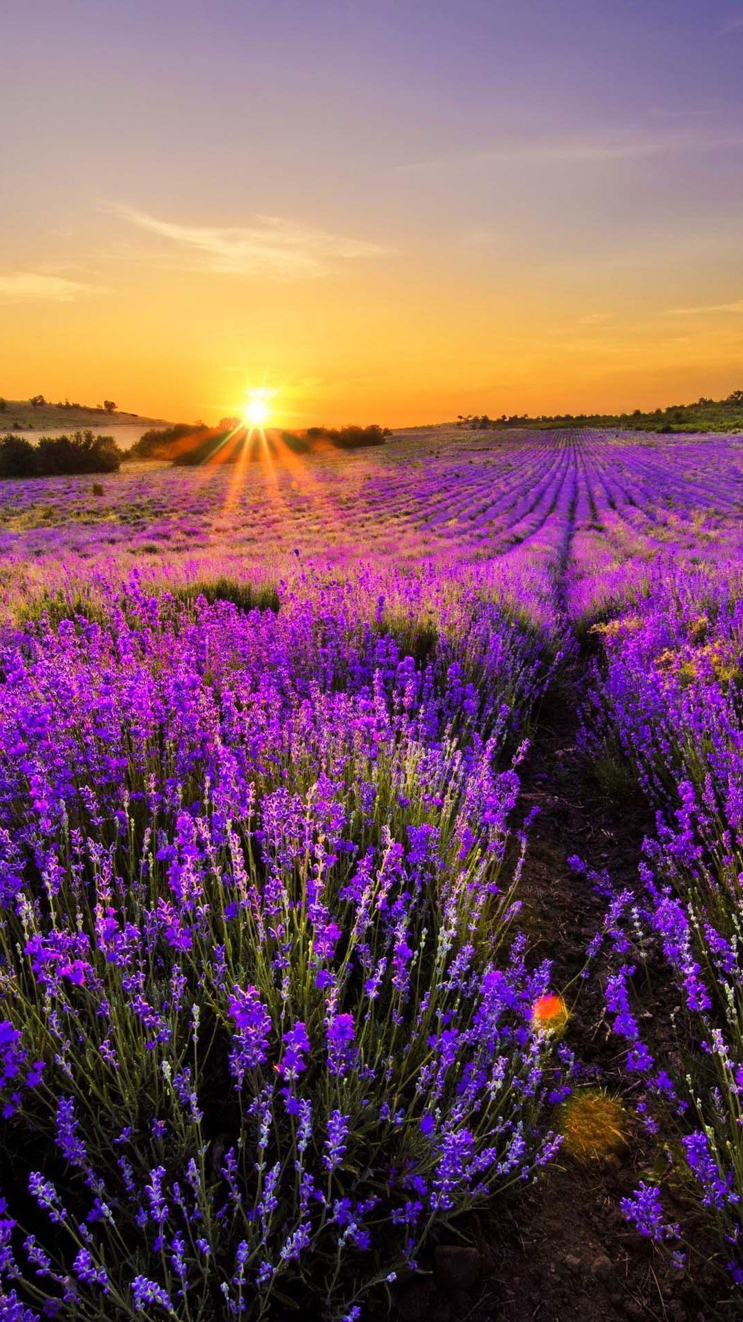 Natürliche iPhone, Hintergrund, Natur, Liebhaber, Lavendel, 1080x1920 Full HD Handy