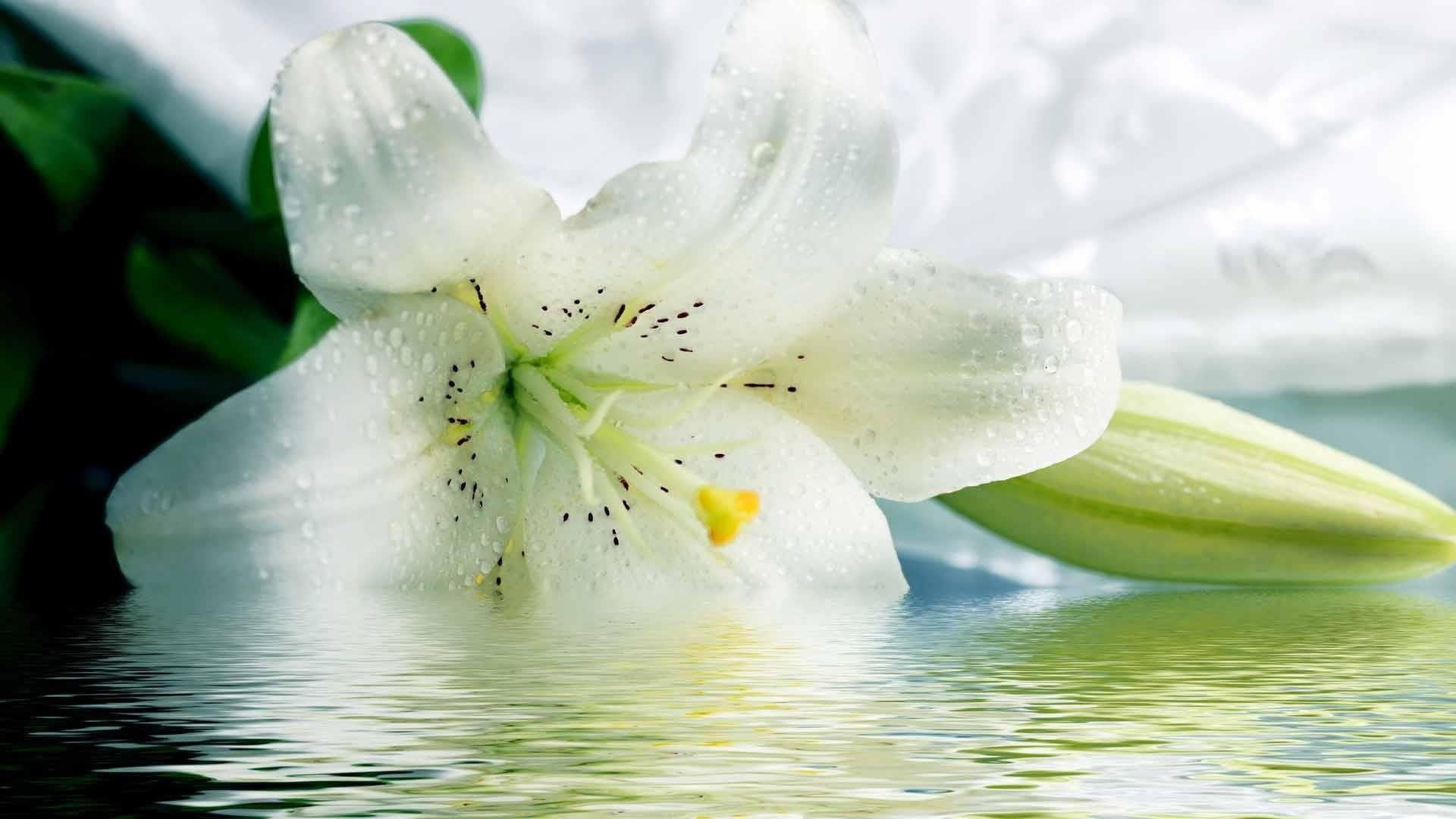 Lily Natur, Blumen, Hintergrund, Lilien, Schönheit, 1920x1080 Full HD Desktop