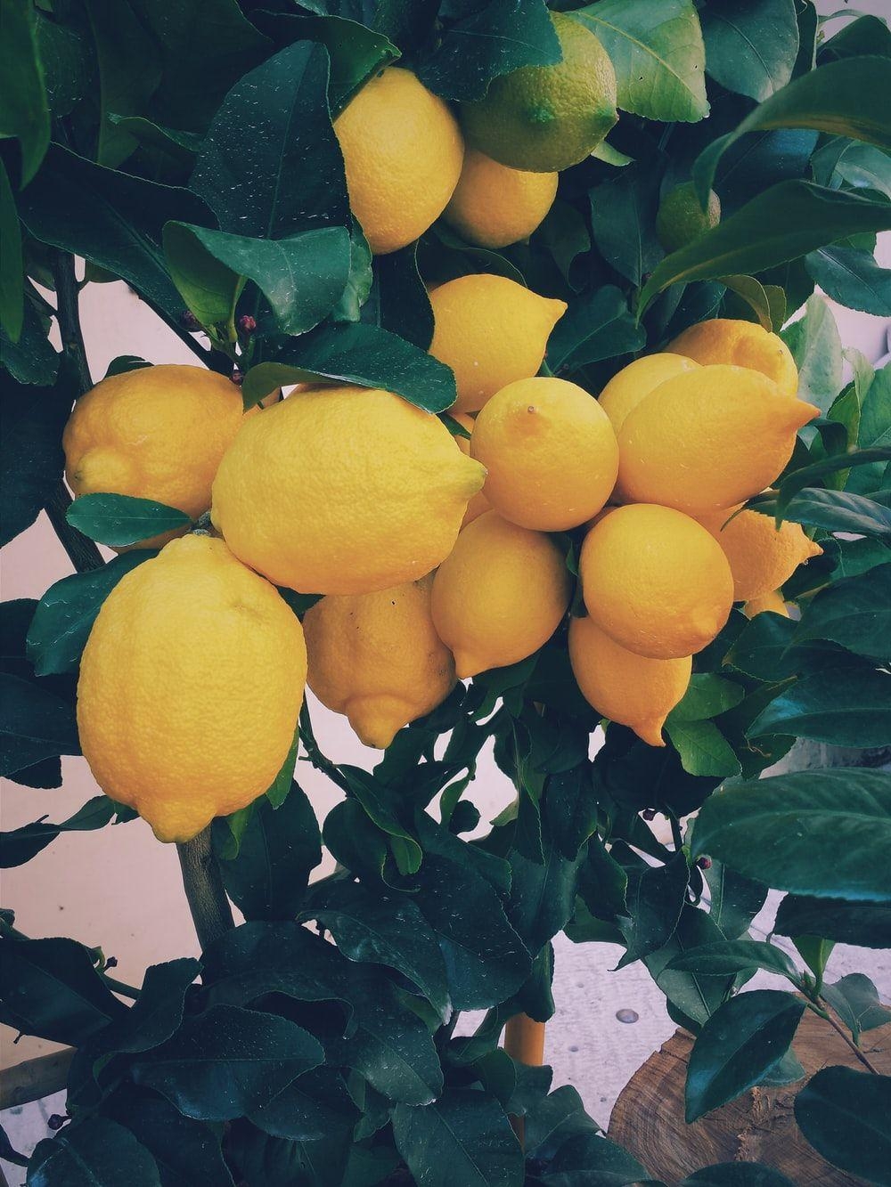 Lemon Bild, HD, kostenlos, Lebensmittel, Stock, 1000x1340 HD Handy