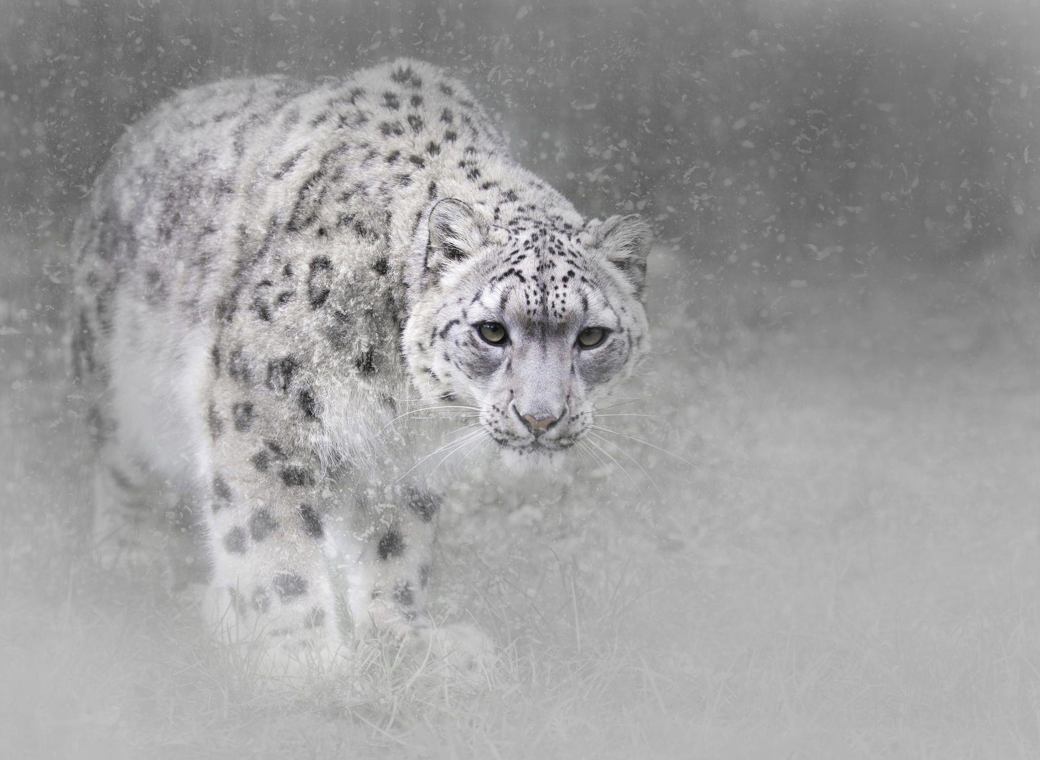 Schneeleopard, Tiere, HD, Große Katze, Natur, 2050x1500 HD Desktop