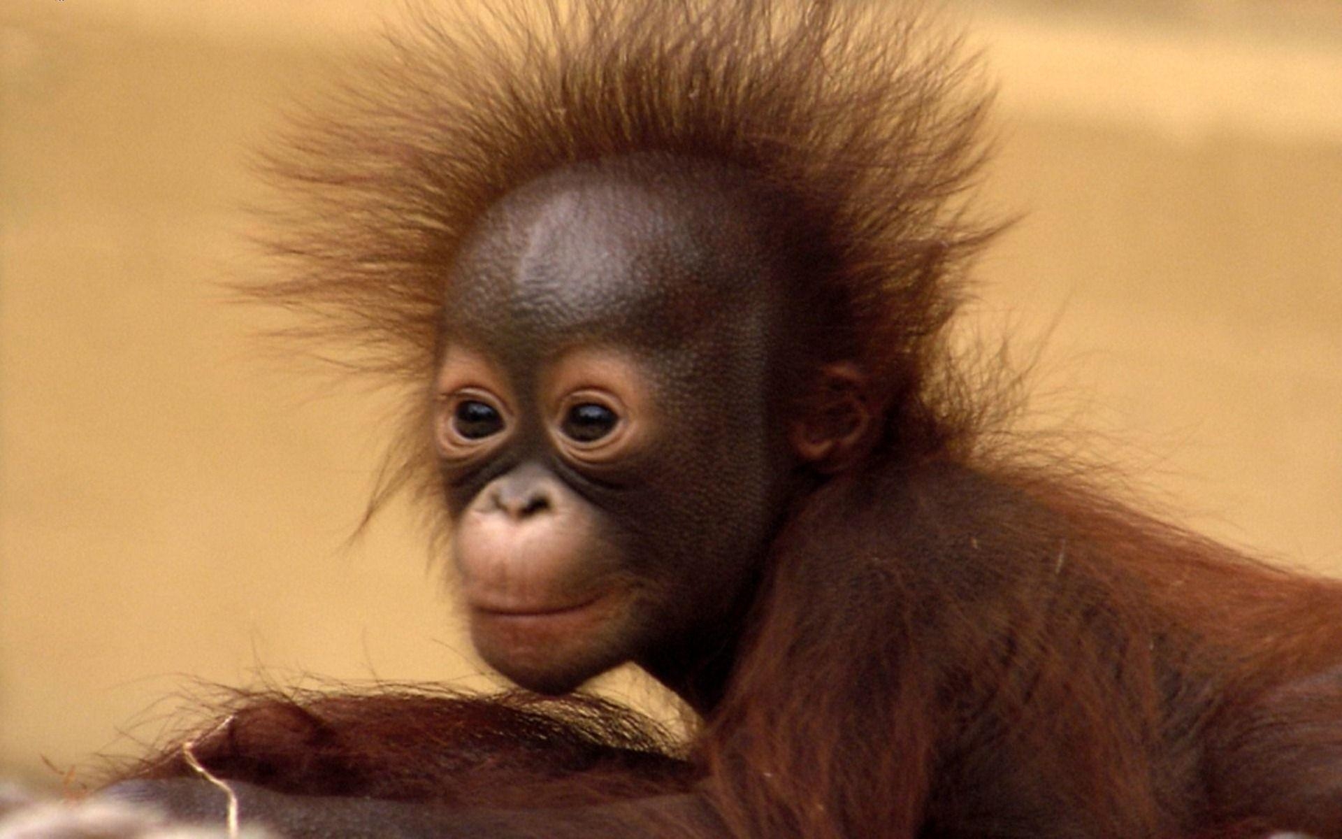 Baby Orang-Utan, Jungtier, Tier, Fotografie, Hintergrund, 1920x1200 HD Desktop