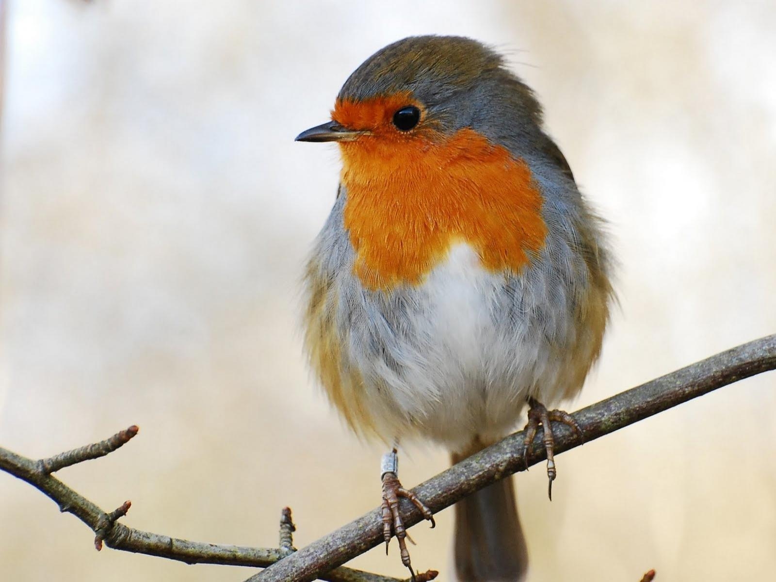 Rotkehlchen Bild, HD Hintergrund Vogel, 1600x1200 HD Desktop