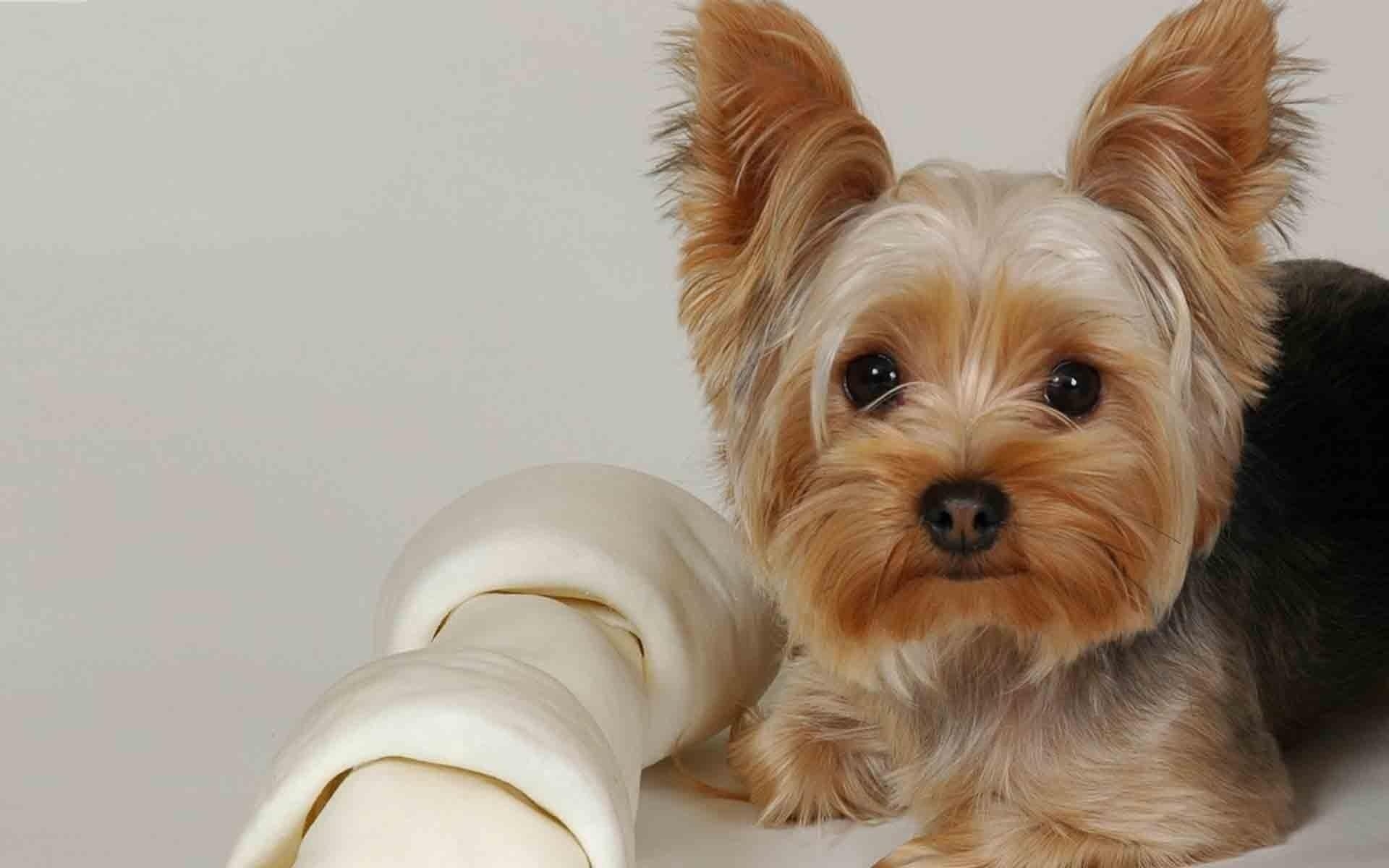 Yorkie, Desktop, Alltagsbegleiter, Kompatibilität, stilvoll, 1920x1200 HD Desktop