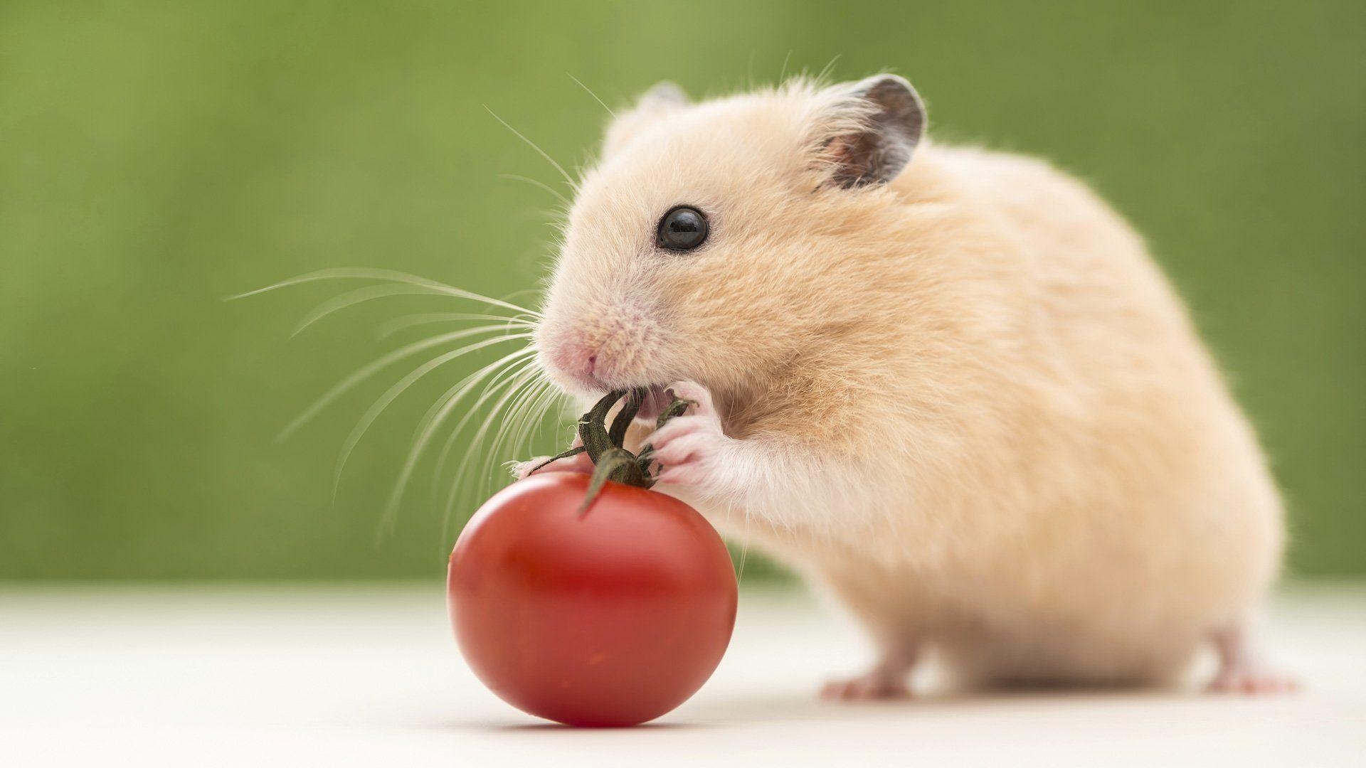 Hamster, HD Bild, Tierwelt, Hintergrund, Nagetier, 1920x1080 Full HD Desktop