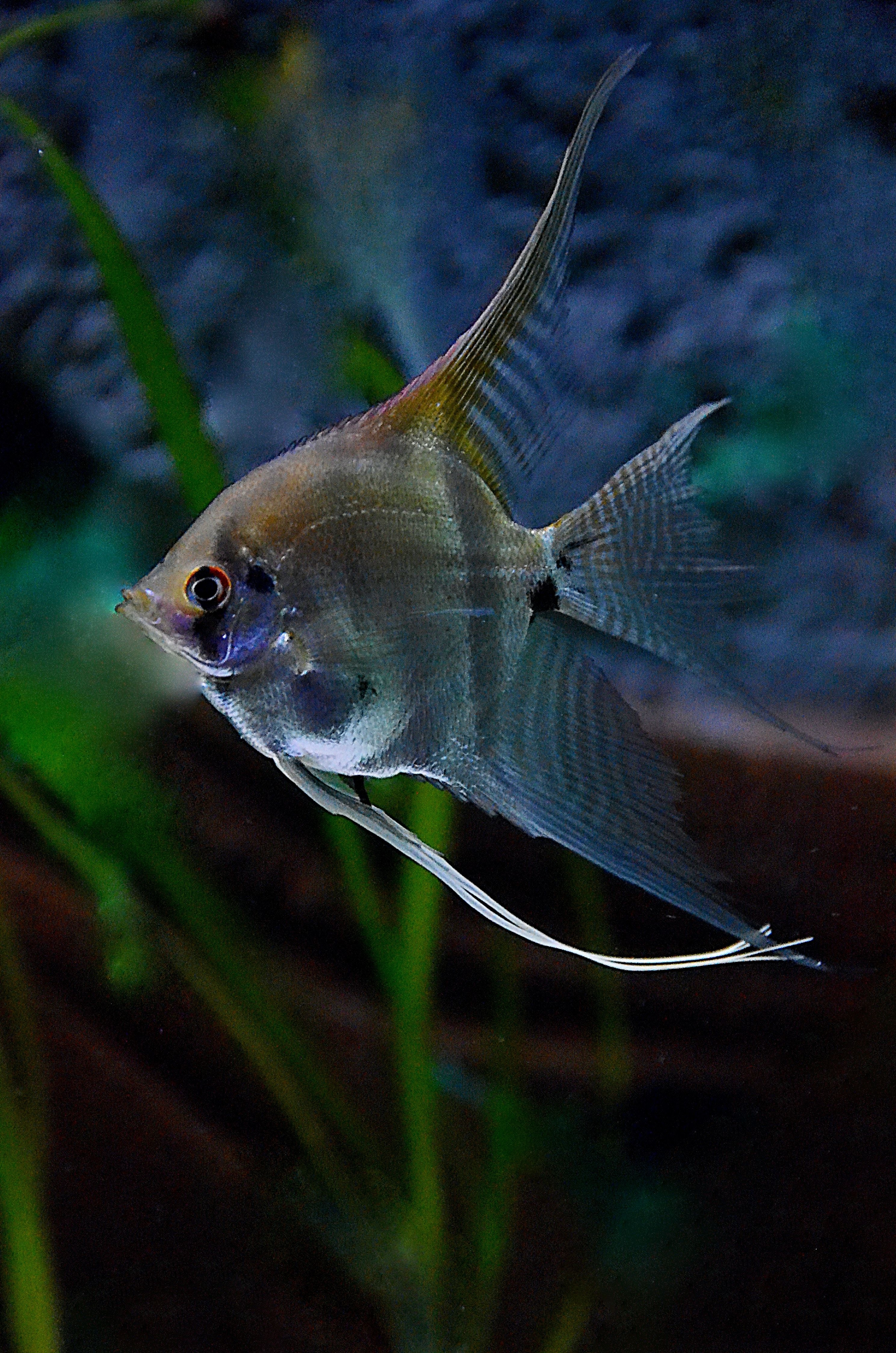 Angelfish, Foto, herunterladen, Gabe, Aquarium, 2980x4500 4K Handy